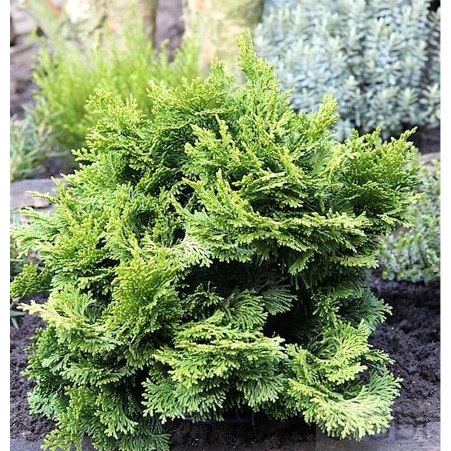 Hinoki Scheinzypresse 10-15cm - Chamaecyparis obtusa günstig online kaufen