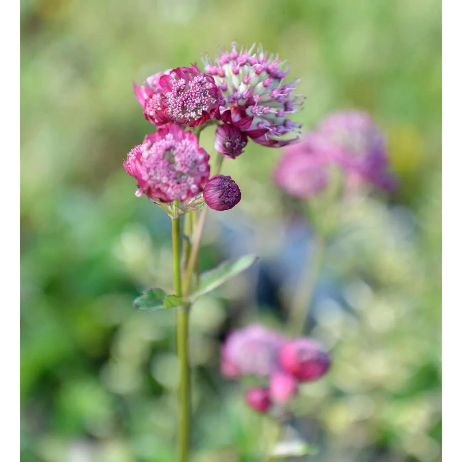 Sterndolde Rubra - Astrantia major günstig online kaufen