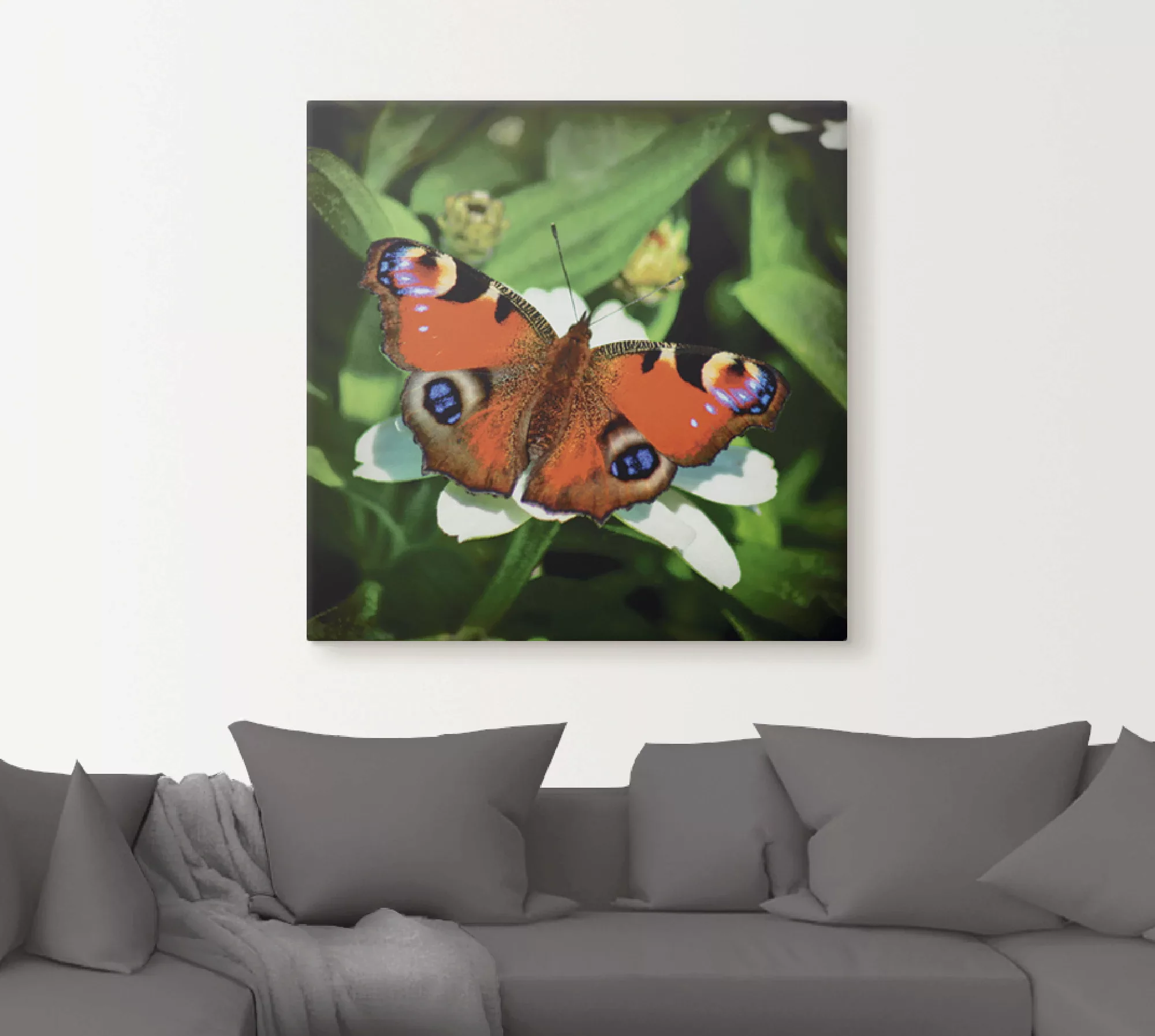 Artland Wandbild »Tagpfauenauge«, Insekten, (1 St.), als Leinwandbild, Post günstig online kaufen