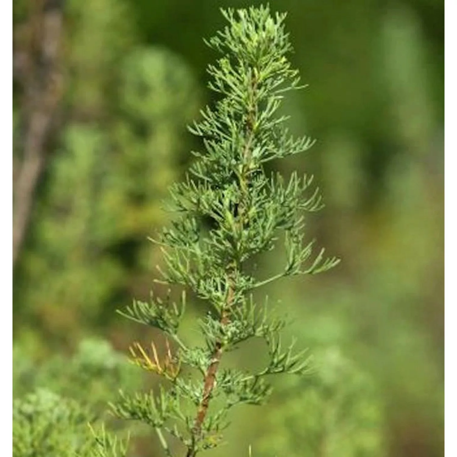 Eberraute - Artemisia abrotanum günstig online kaufen