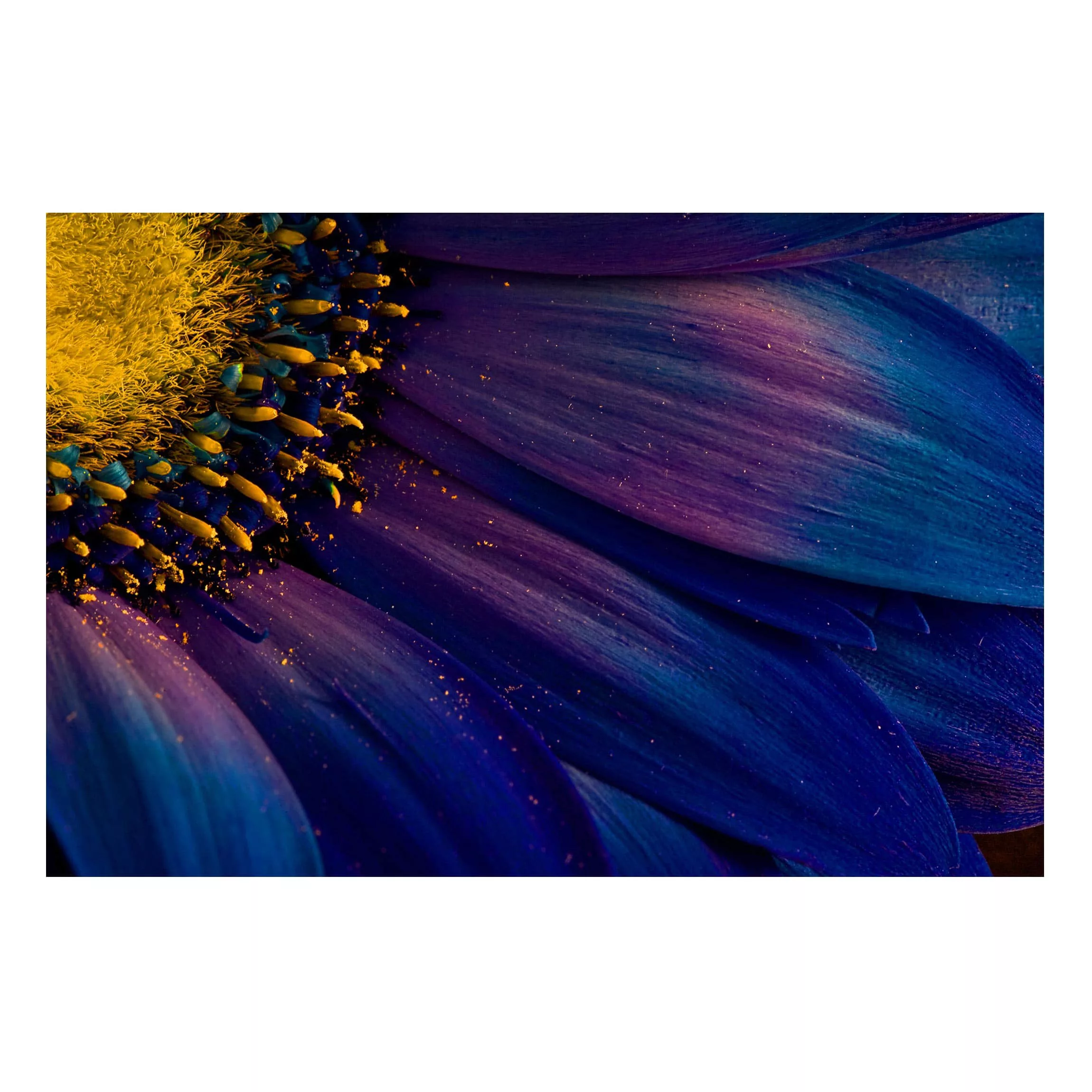 Magnettafel Blumen - Querformat 3:2 Blaue Gerberablüte günstig online kaufen