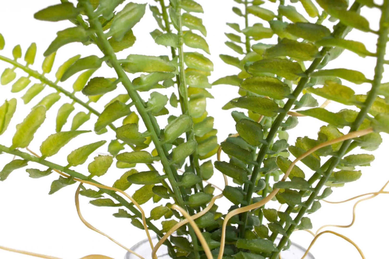 Botanic-Haus Künstliche Zimmerpflanze »Farn im Glas« günstig online kaufen