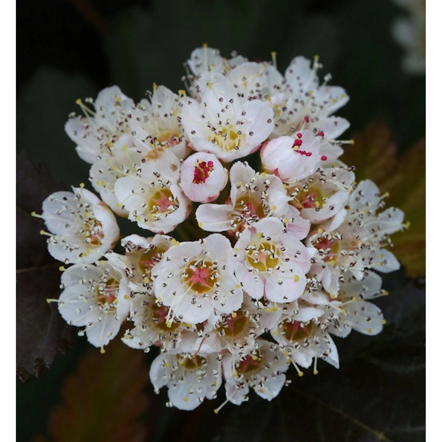 Schneeballblättrige Blasenspiere Andre 40-60cm - Physocarpus opulifolius günstig online kaufen