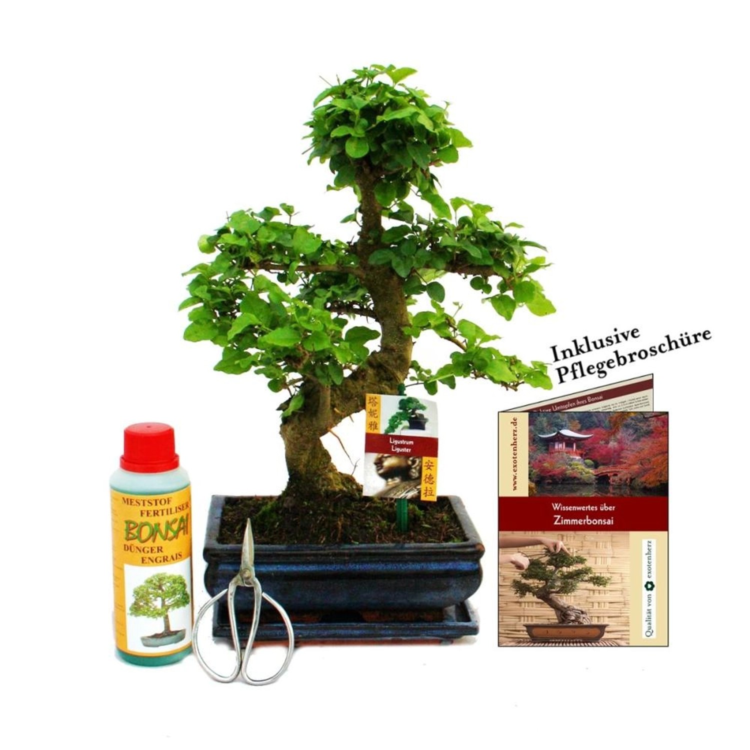 Exotenherz Geschenkset Bonsai Ligustrum Chinesischer Liguster ca. 8 Jahre A günstig online kaufen