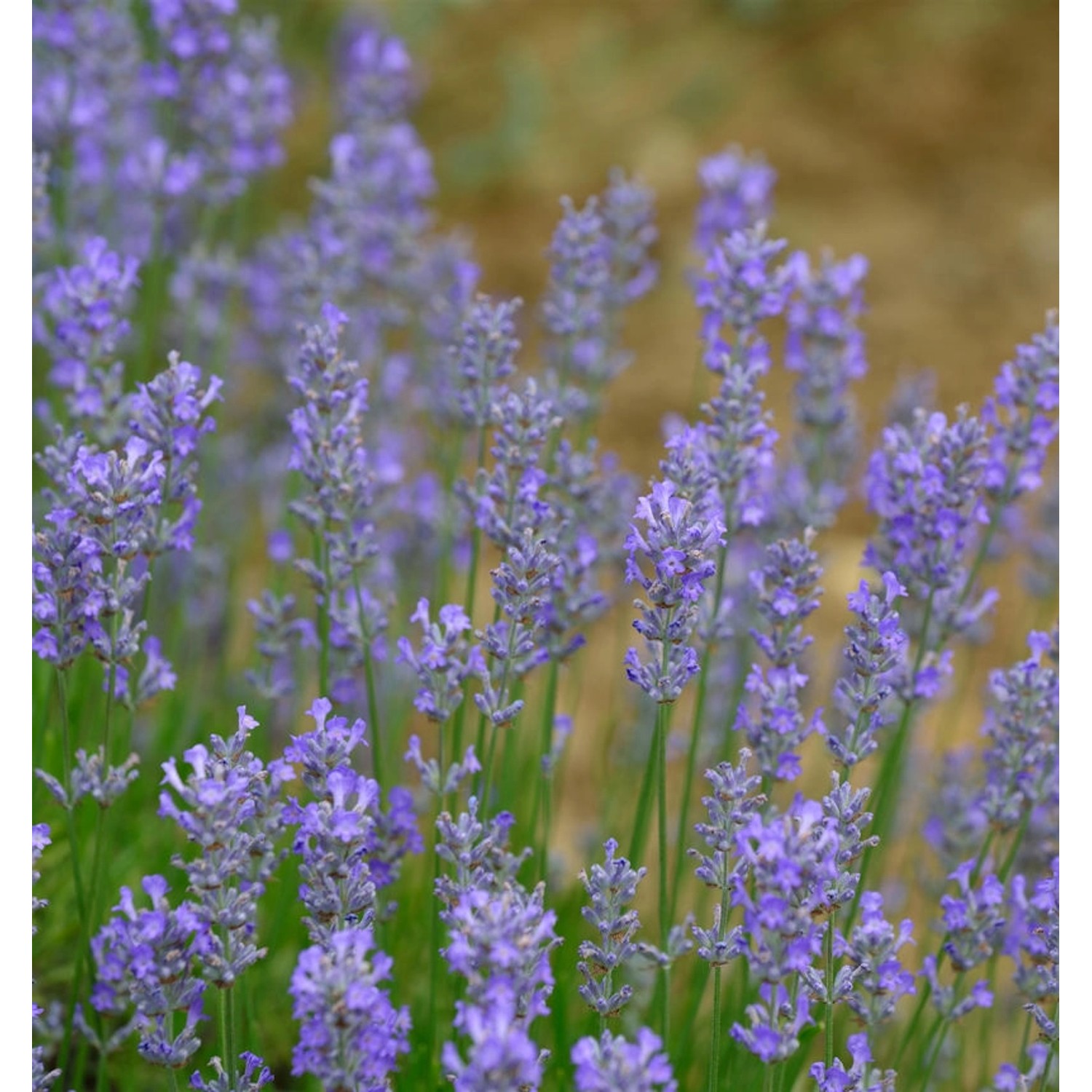 Echter Lavendel Blue Cushion - Lavandula angustifolia günstig online kaufen