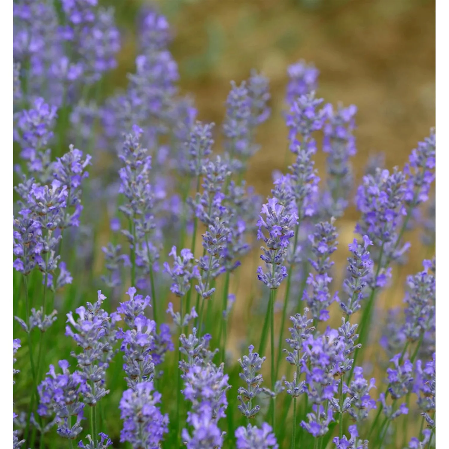 Echter Lavendel Blue Cushion - Lavandula angustifolia günstig online kaufen