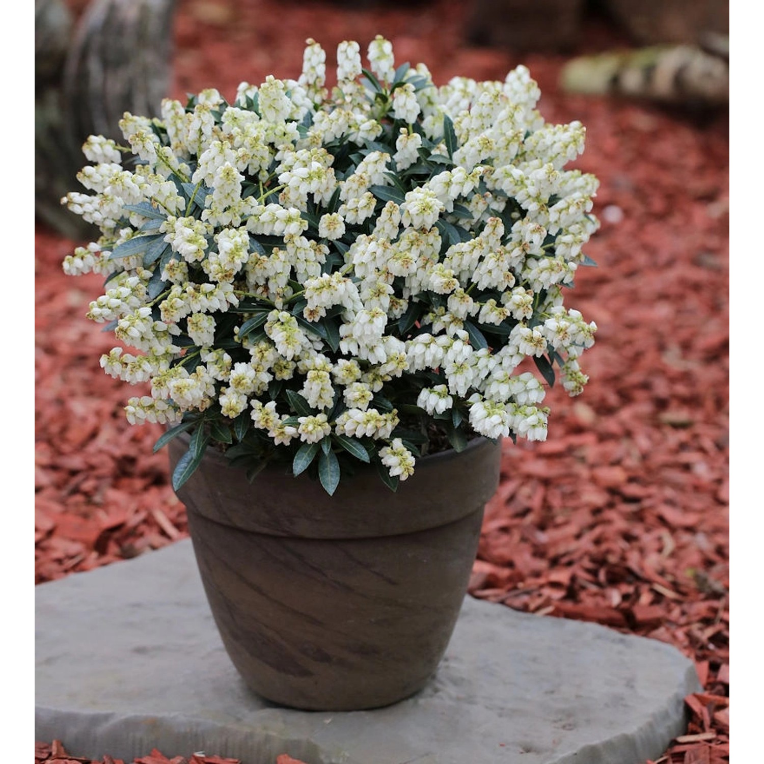 Schattenglöckchen Lavendelheide Debutante 30-40cm - Pieris japonica günstig online kaufen