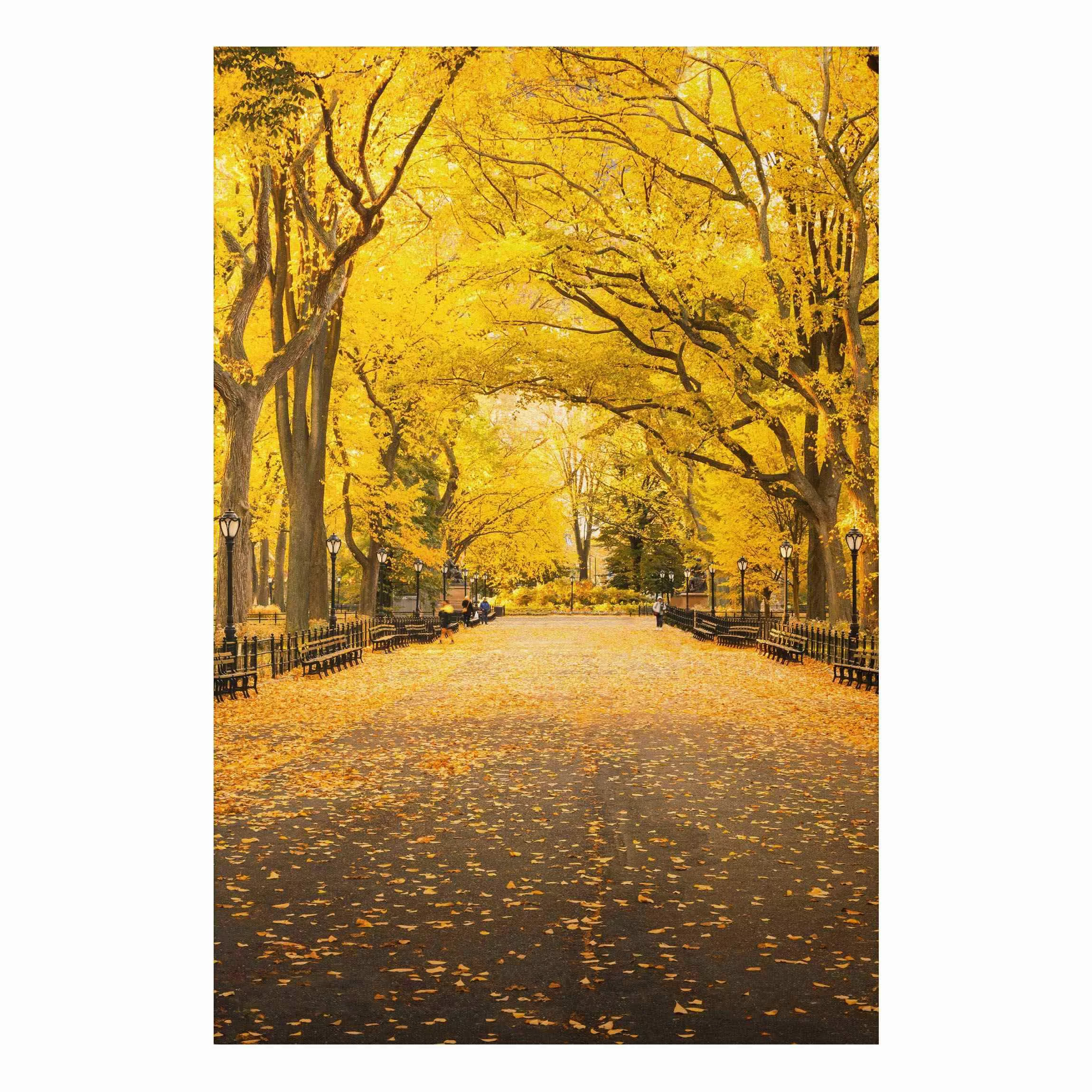 Alu-Dibond Bild Herbst im Central Park günstig online kaufen