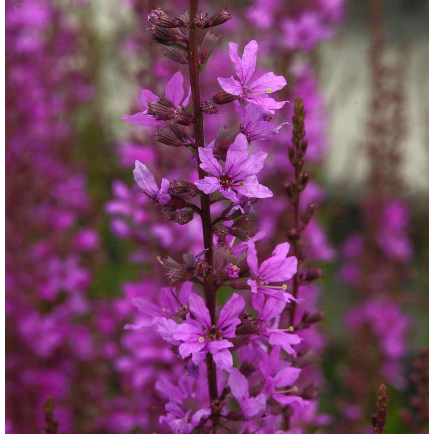 Blutweiderich Lady Sackville - Lythrum salicaria günstig online kaufen