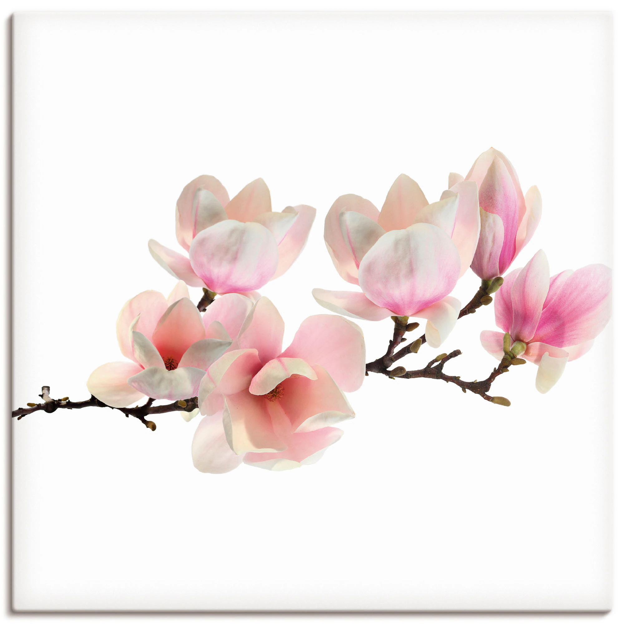 Artland Wandbild »Magnolie«, Blumen, (1 St.), als Leinwandbild, Poster, Wan günstig online kaufen