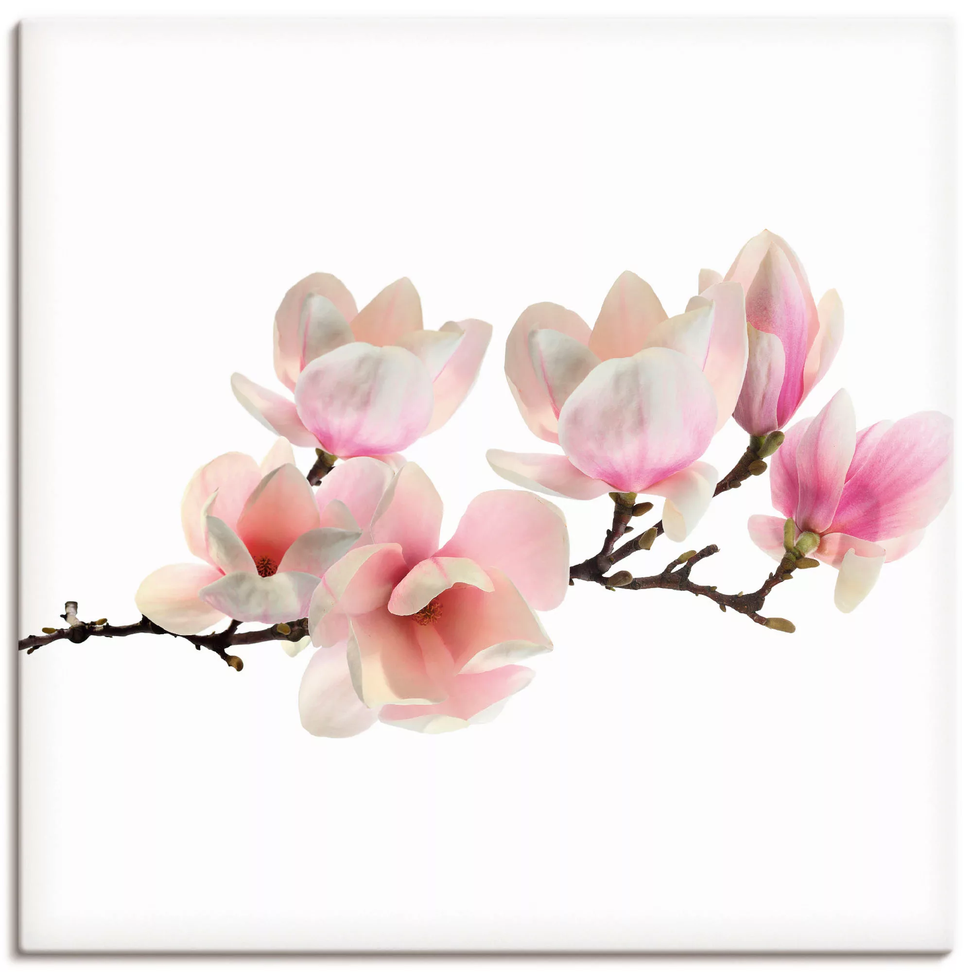 Artland Wandbild "Magnolie", Blumen, (1 St.), als Leinwandbild, Poster, Wan günstig online kaufen