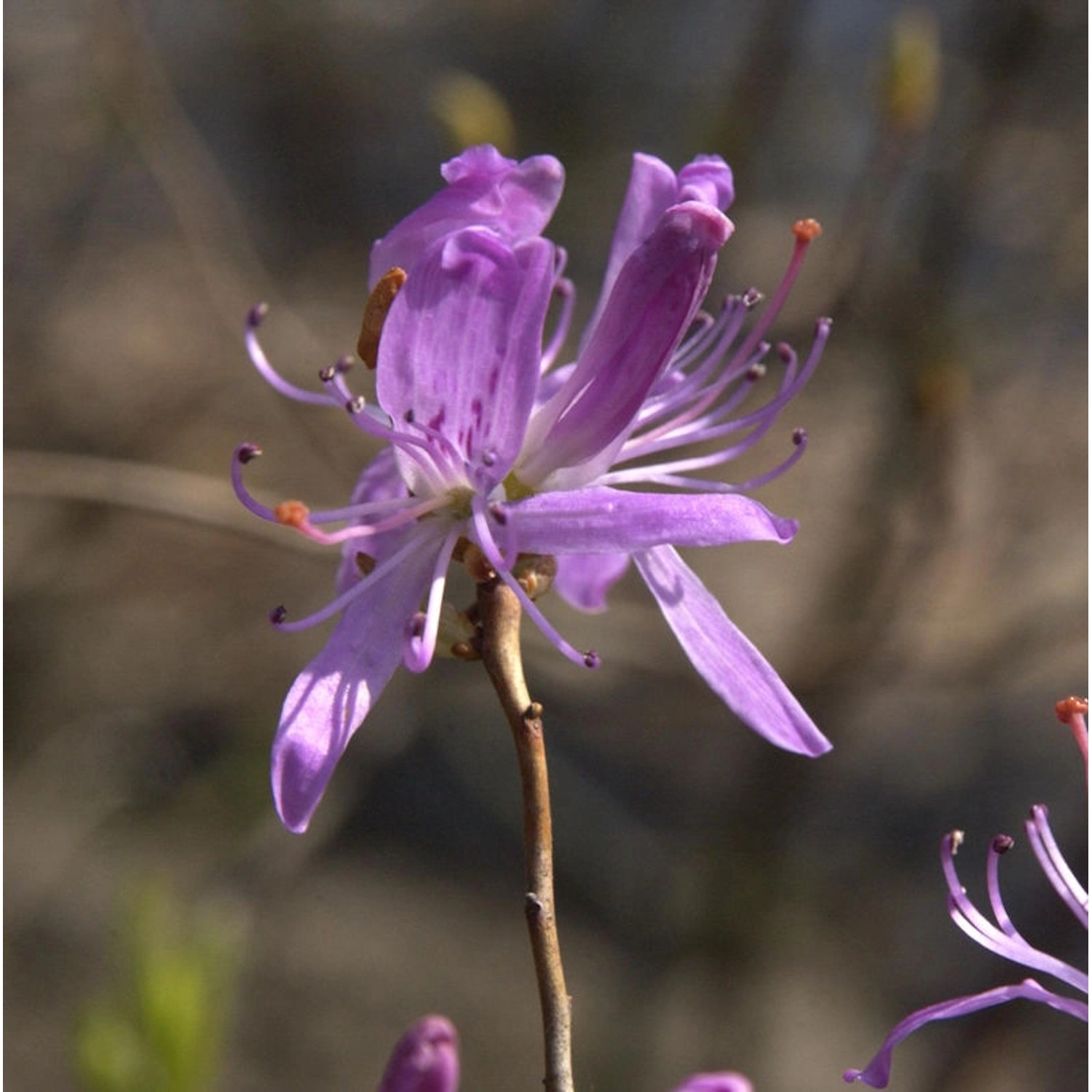 Kanadische Azalee 40-50cm - Rhododendron canadense günstig online kaufen