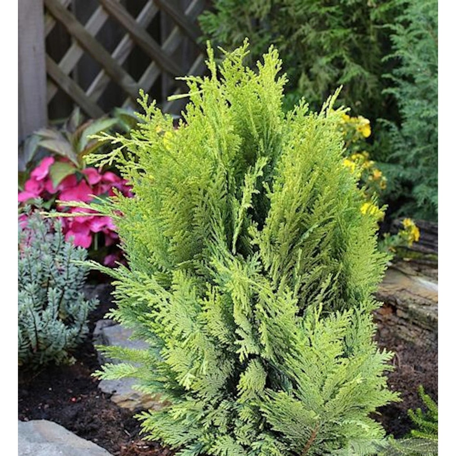 Goldgelbe Gartenzypresse 60-80cm - Chamaecyparis lawsoniana günstig online kaufen