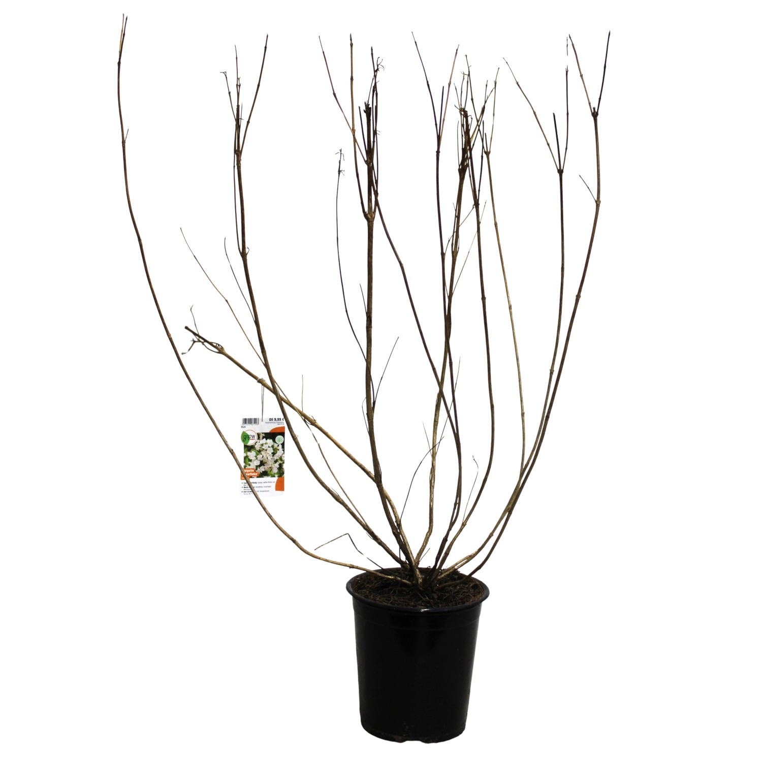 GROW by OBI Weigelie Snowflake Weiß Höhe ca. 40 cm Weigelia Hybride günstig online kaufen