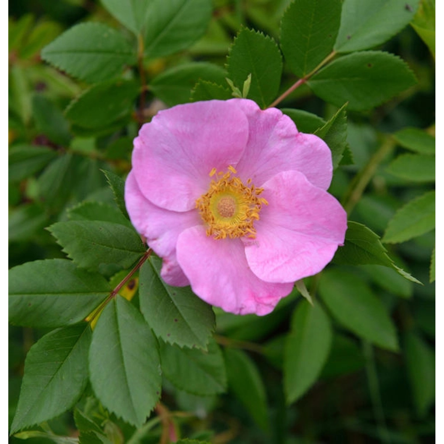 Glanzblättrige Rose 40-60cm - Rosa nitida günstig online kaufen