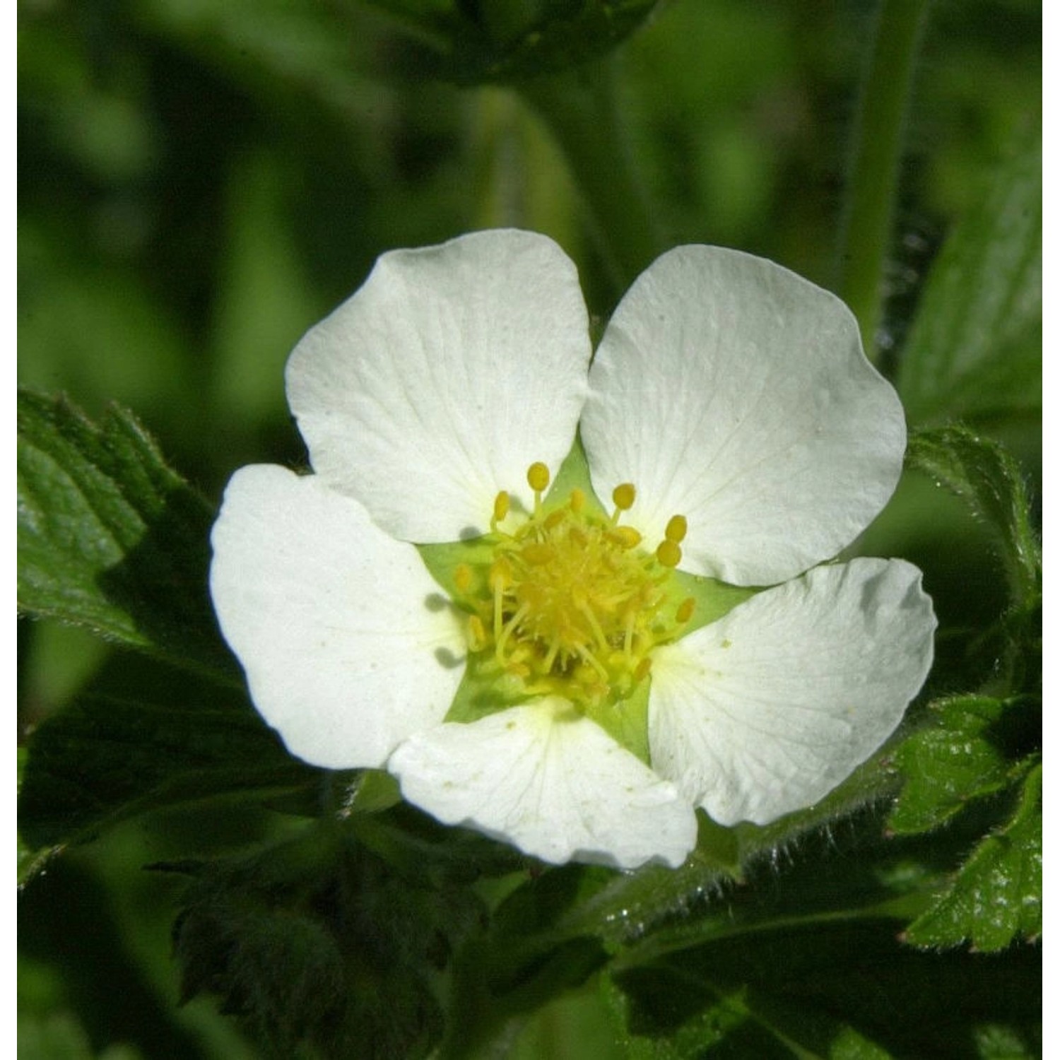 Felsen Fingerkraut - Drymocallis rupestris günstig online kaufen