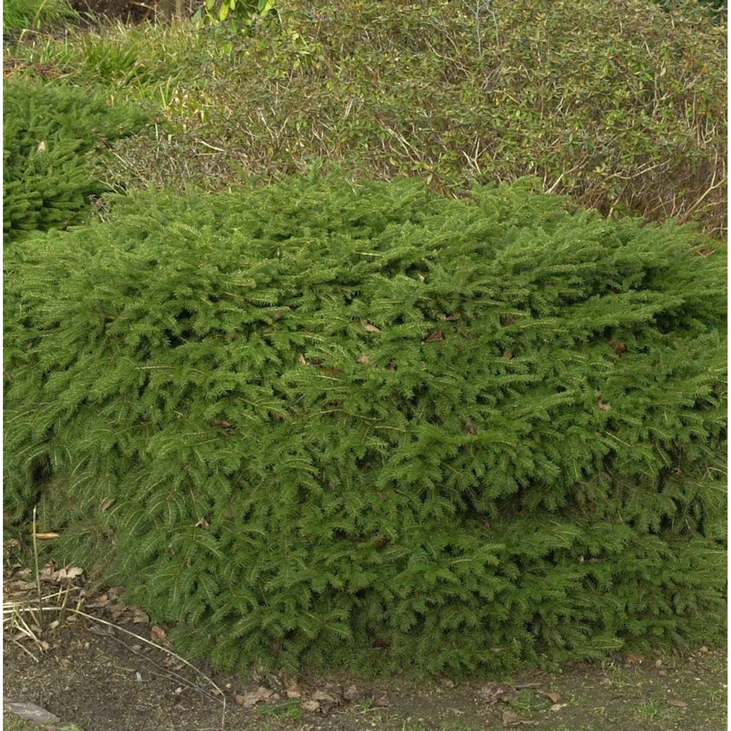 Nestfichte Nidiformis 15-20cm - Picea abies günstig online kaufen