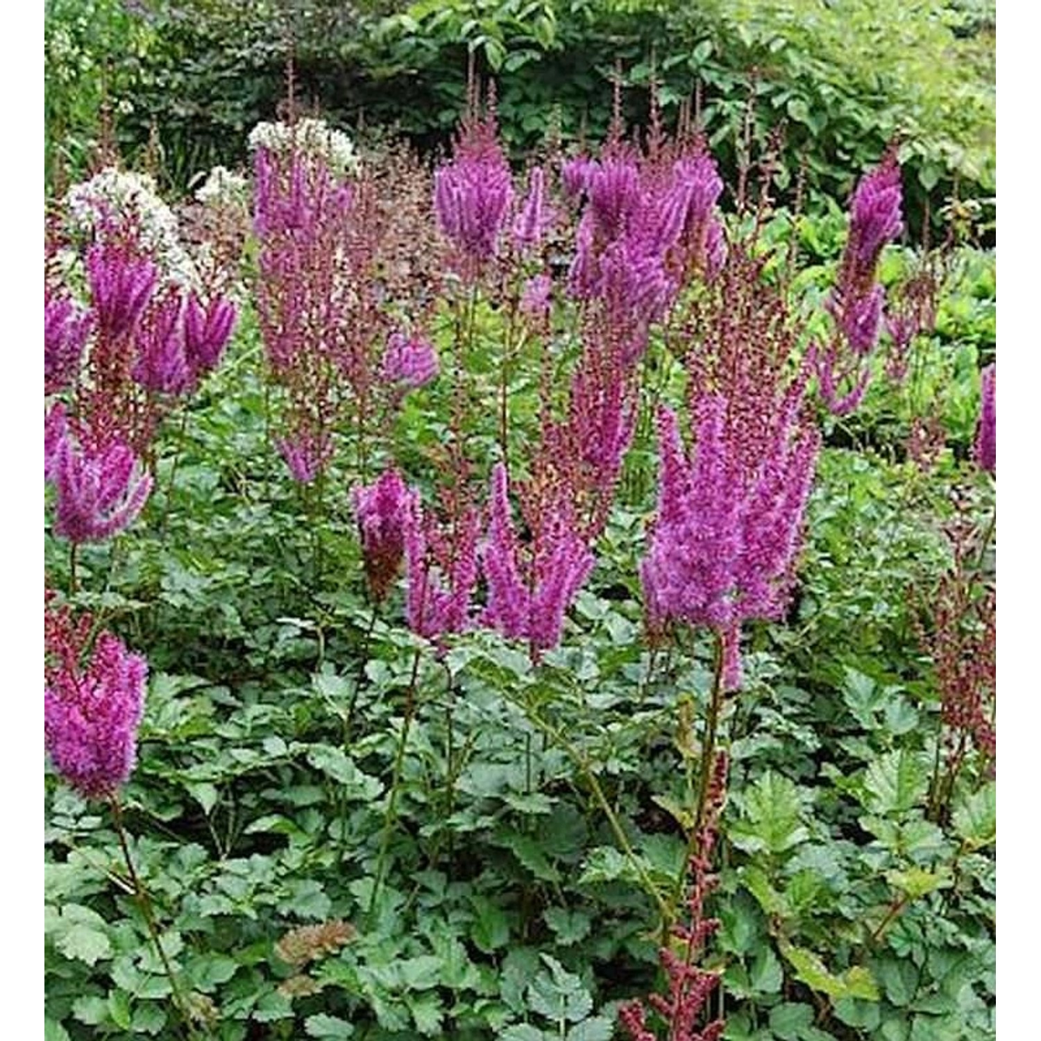 Prachtspiere Purpurlanze - Astilbe arendsii günstig online kaufen