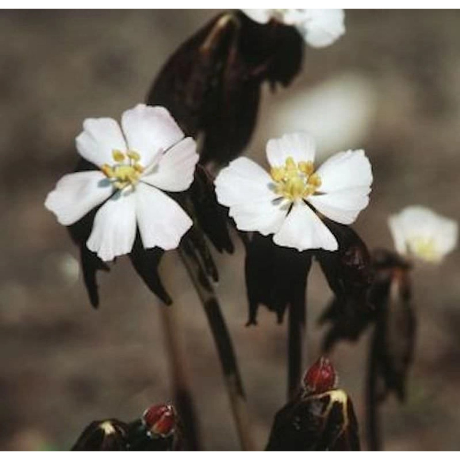 Himalaya Maiapfel - Podophyllum hexandrum günstig online kaufen