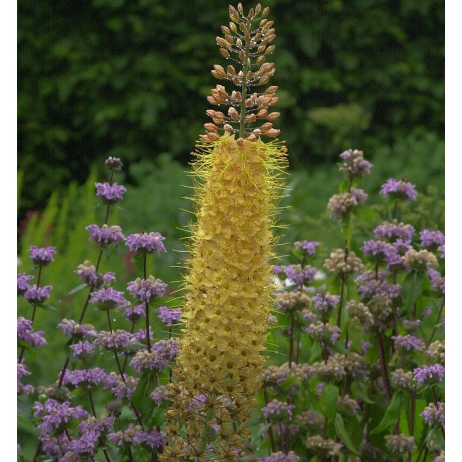 Steppenkerze Pinokkio - Eremurus isabellinus günstig online kaufen