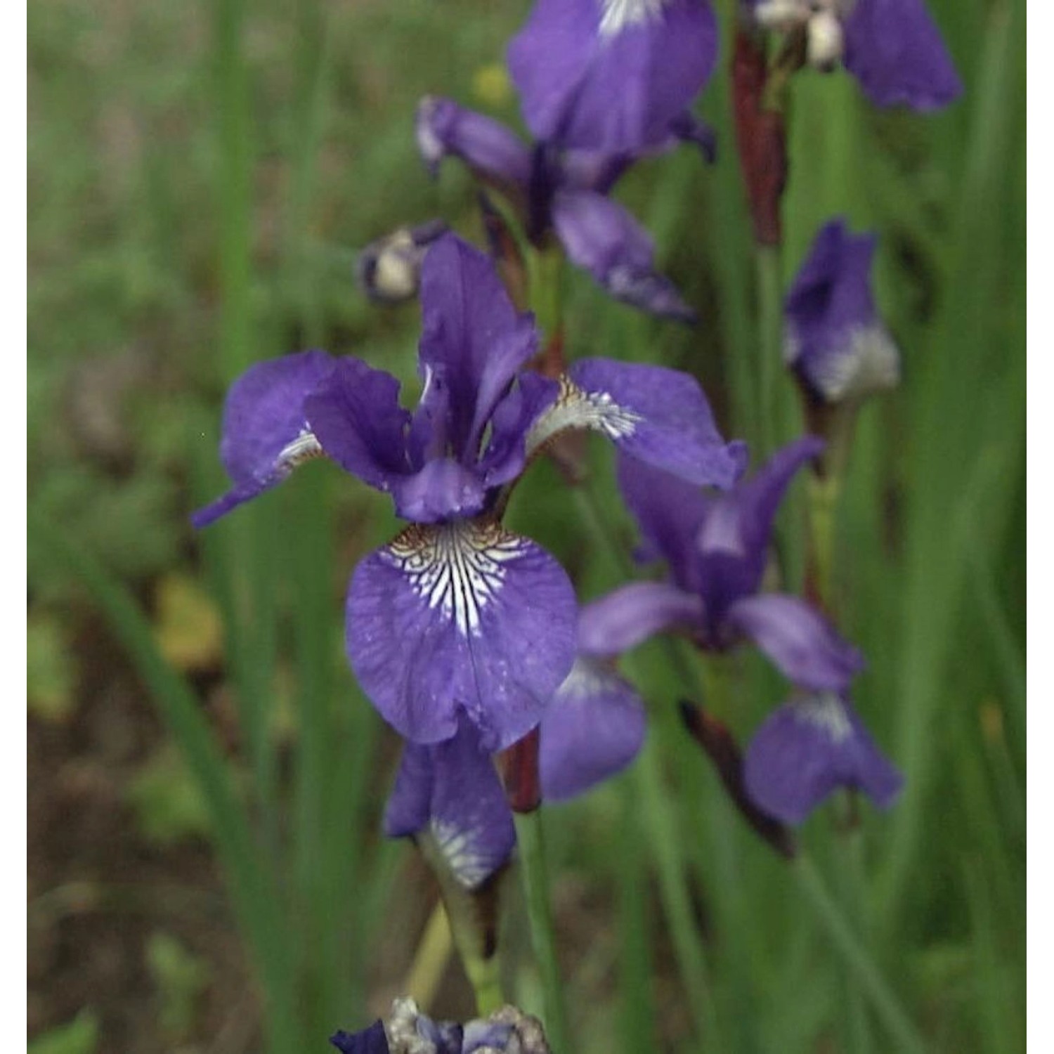 Sibirische Wieseniris - Iris sibirica günstig online kaufen