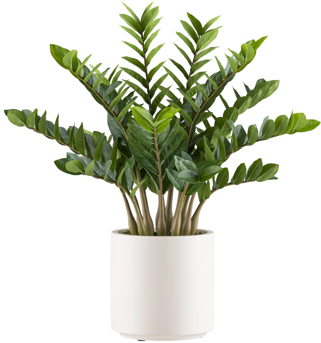 Creativ green Kunstpflanze "Zamifolia", im eleganten cremefarbenen Topf günstig online kaufen