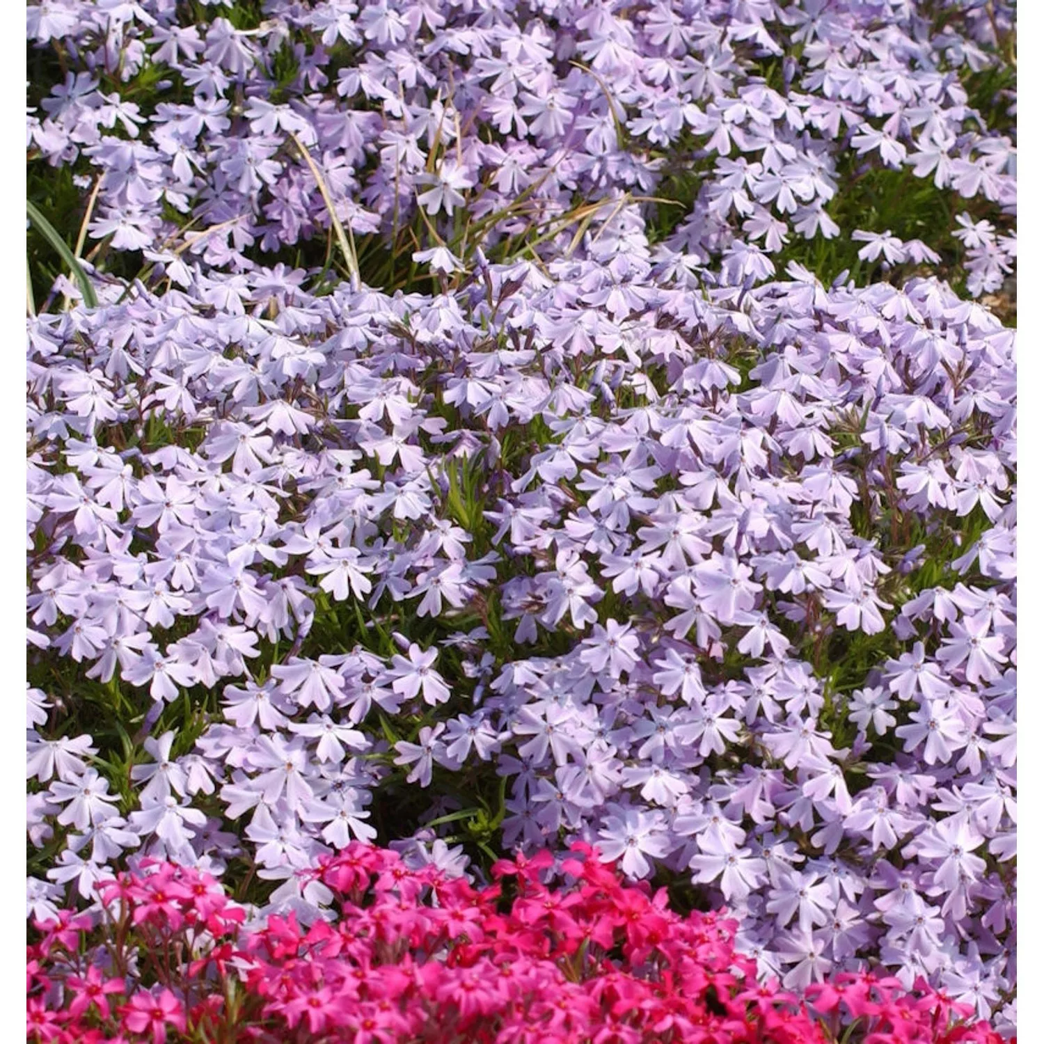 Teppich Phlox Bentia - Phlox subulata günstig online kaufen