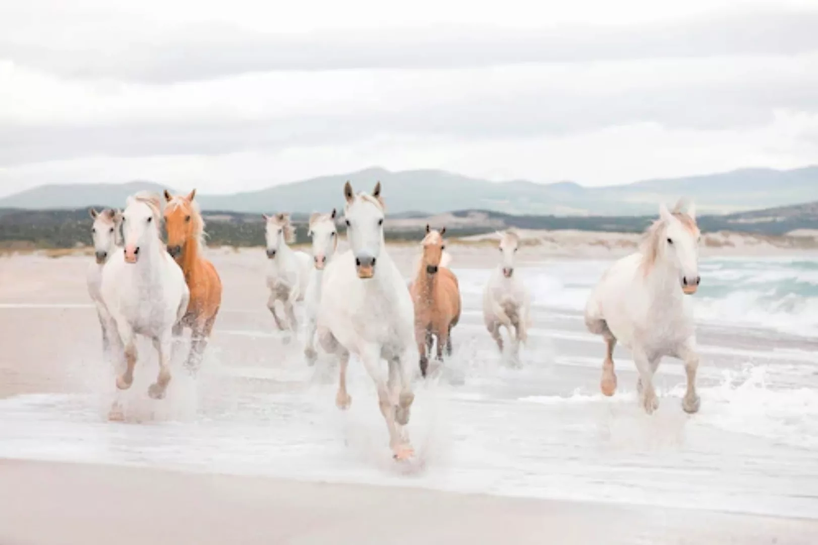 Komar Fototapete White Horses 368 cm x 254 cm FSC® günstig online kaufen