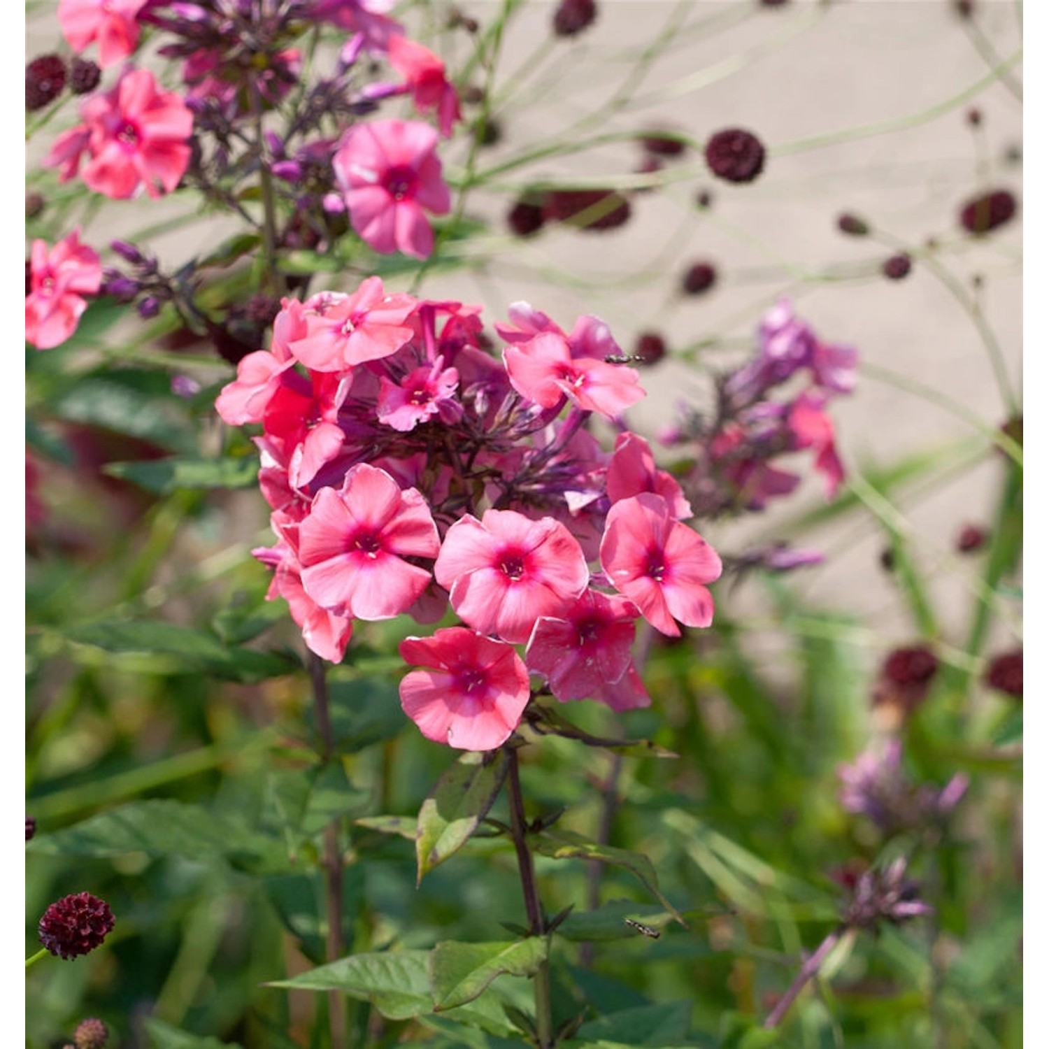 Hohe Flammenblume Flammenkuppel - Phlox paniculata günstig online kaufen