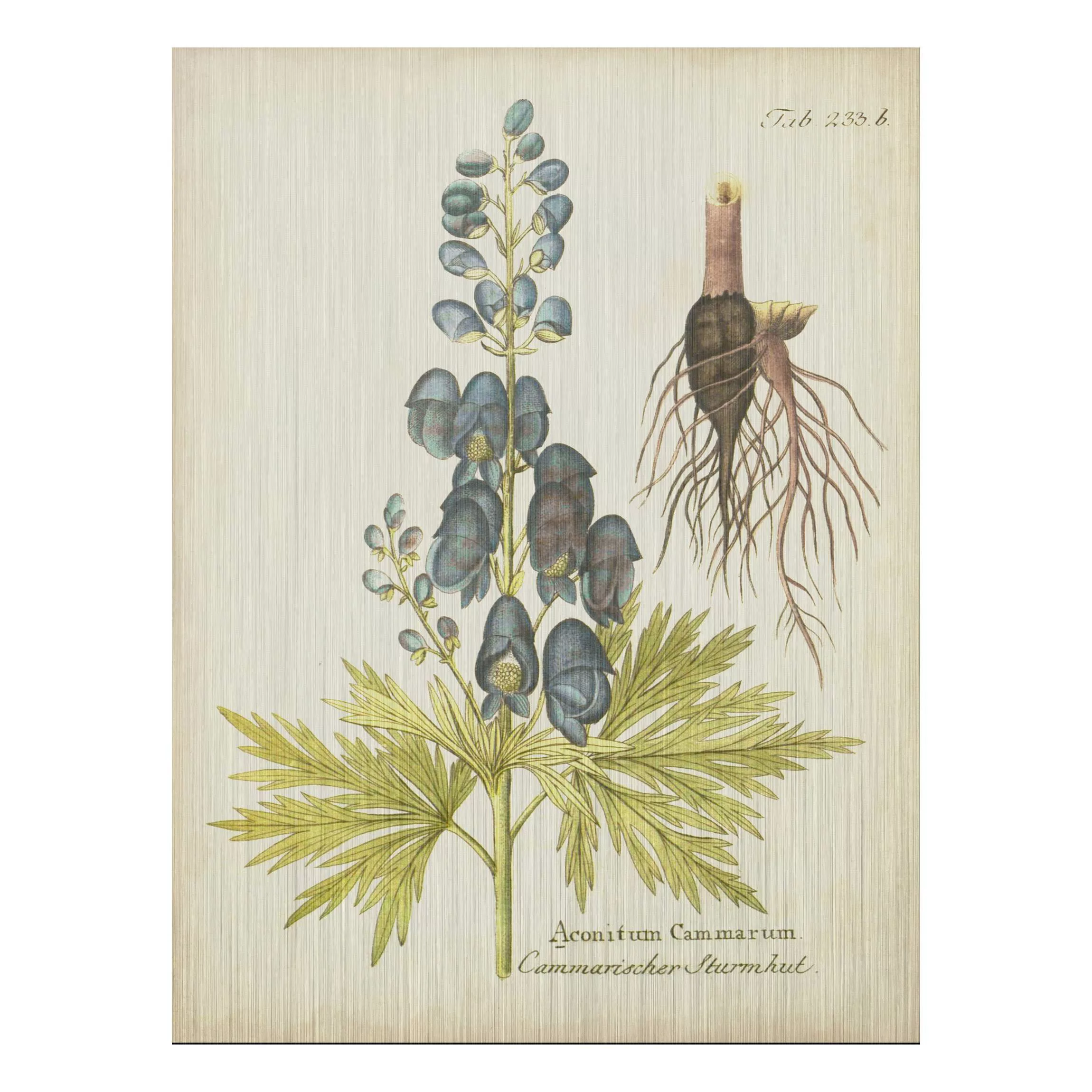 Alu-Dibond Bild Blumen - Hochformat 3:4 Vintage Botanik in Blau Sturmhut günstig online kaufen