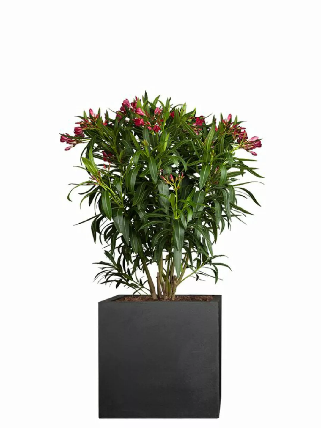 Oleander (Nerium oleander) 75cm - Rot günstig online kaufen