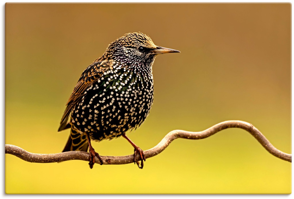 Artland Wandbild "Star", Vogelbilder, (1 St.), als Leinwandbild, Poster in günstig online kaufen