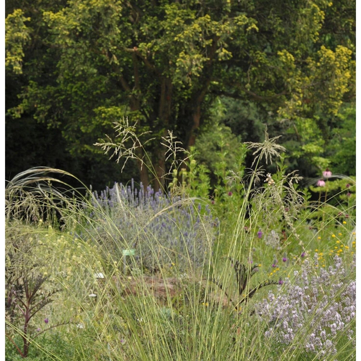 Blaues Liebesgras - Eragrostis elliottii günstig online kaufen