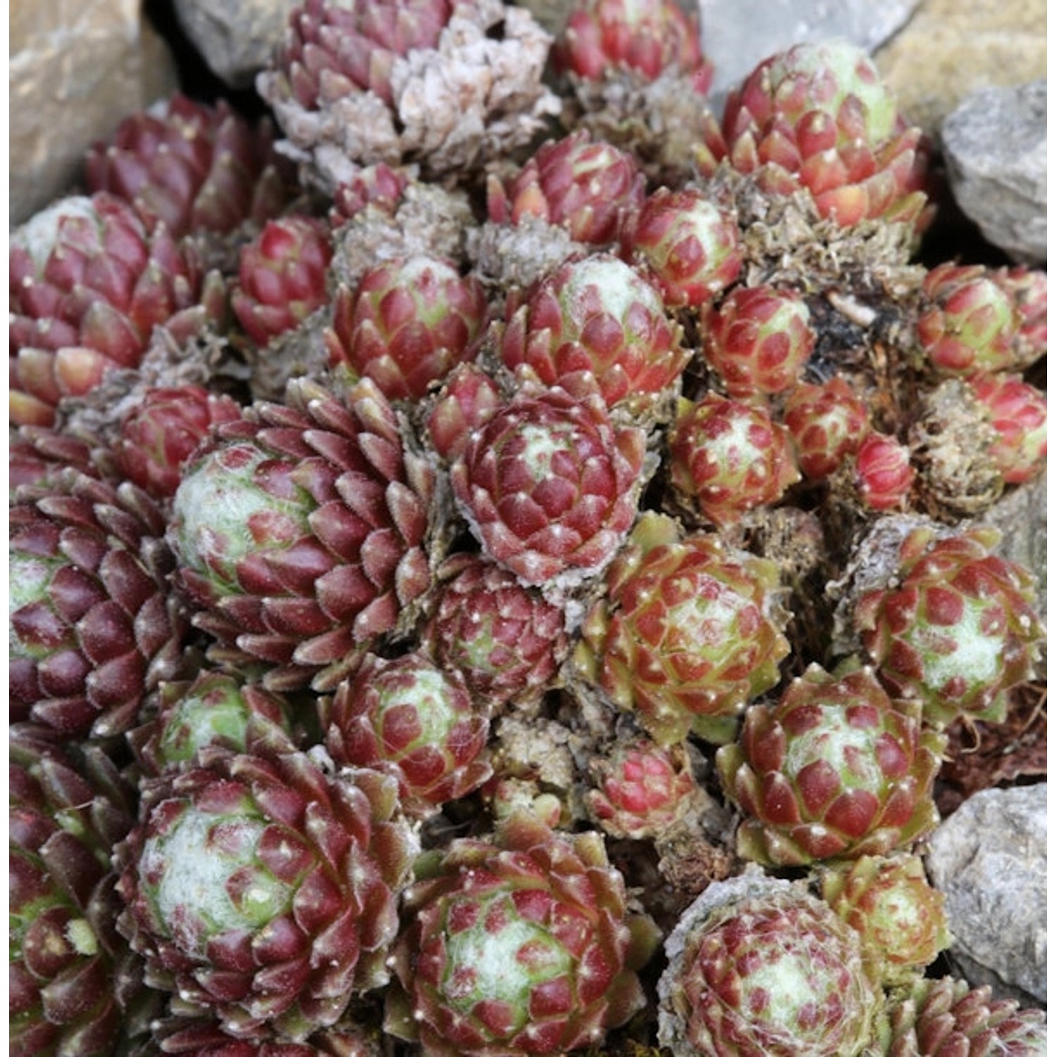 Spinnweb Hauswurz Minor - Sempervivum arachnoideum Minor günstig online kaufen