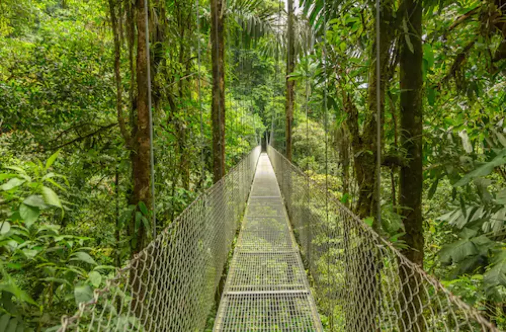 Papermoon Fototapete »Hängebrücke durch Dschungel« günstig online kaufen