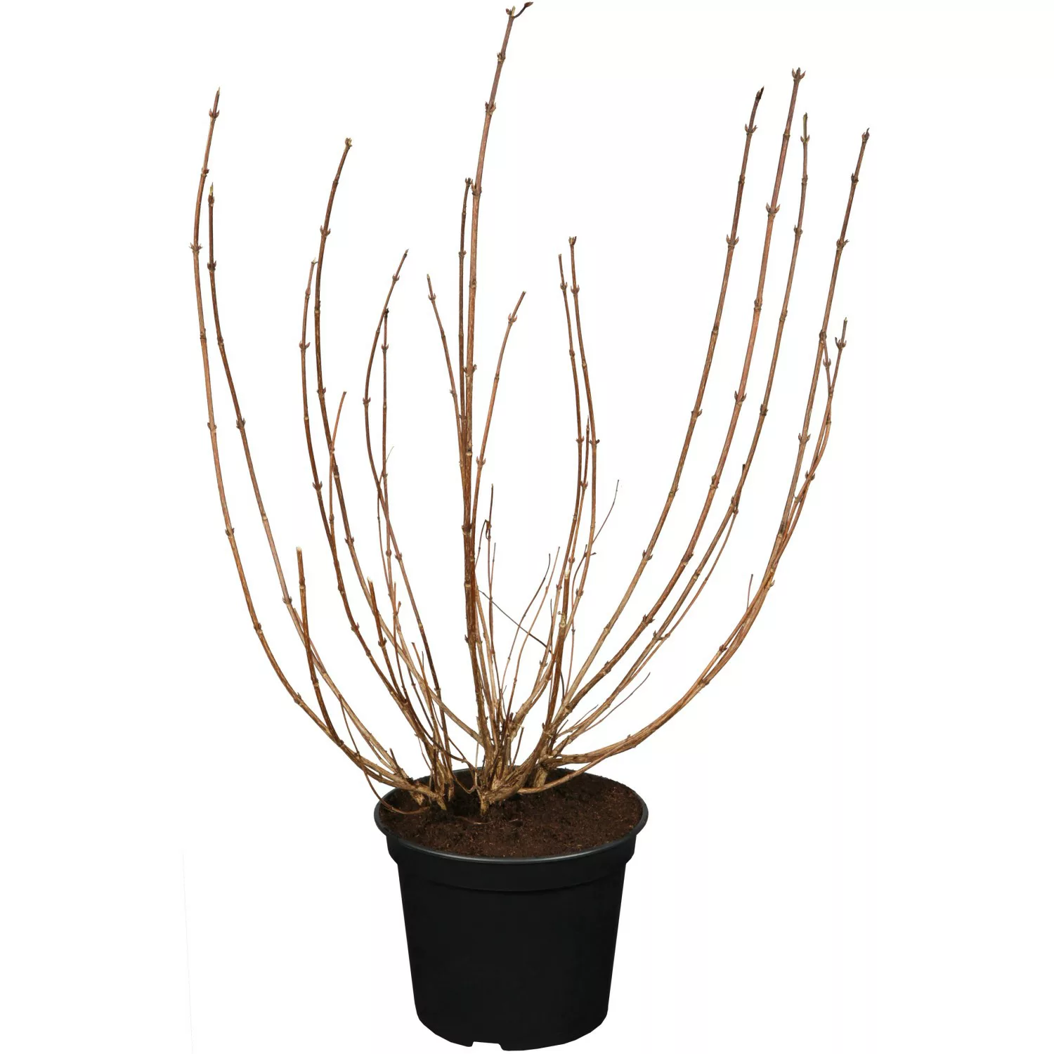 OBI Weigelie Victoria Höhe 50 - 60 cm Topf ca. 3,5 l Weigelia florida günstig online kaufen