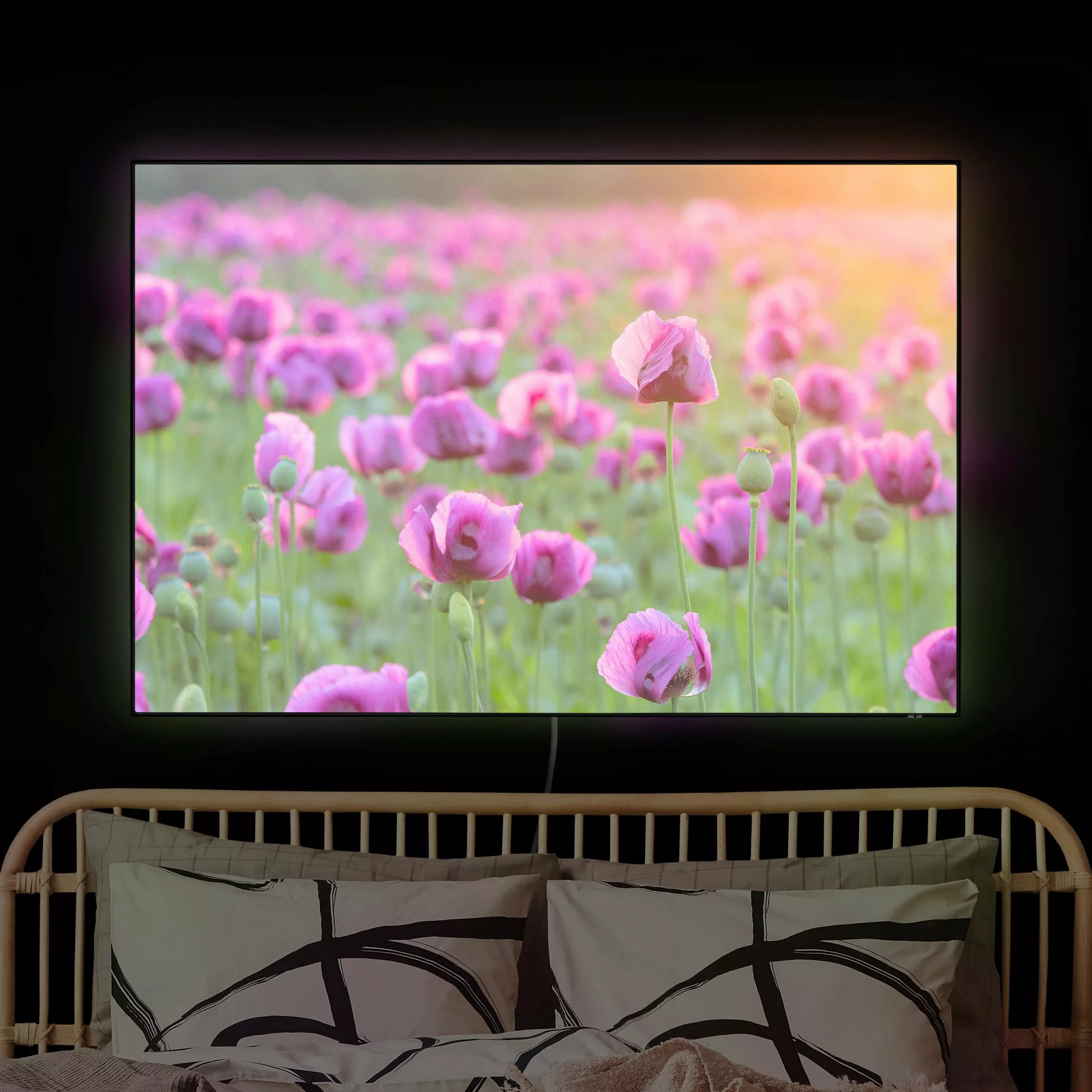 LED-Wechselbild Violette Schlafmohn Blumenwiese im Frühling günstig online kaufen