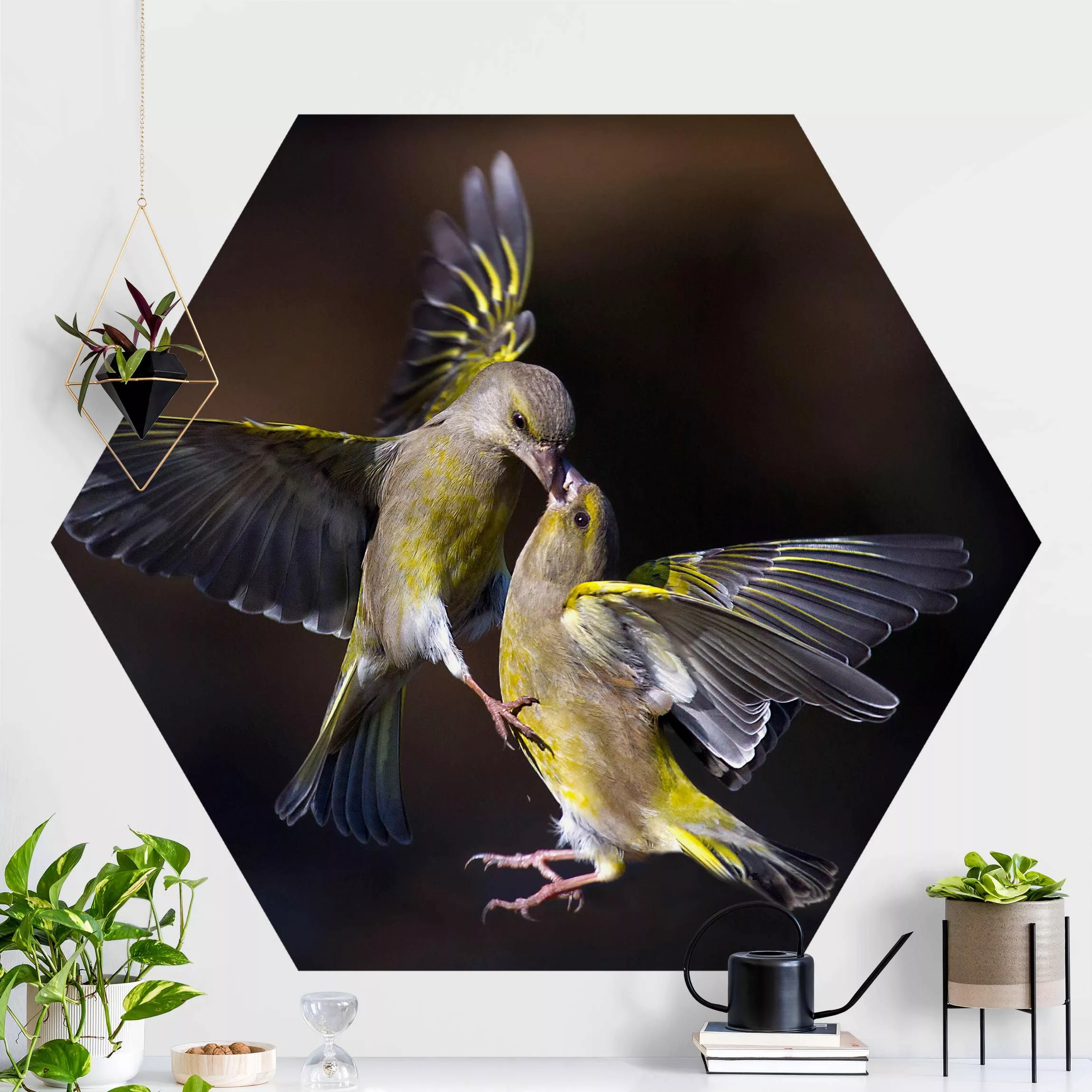 Hexagon Fototapete selbstklebend Küssende Kolibris günstig online kaufen
