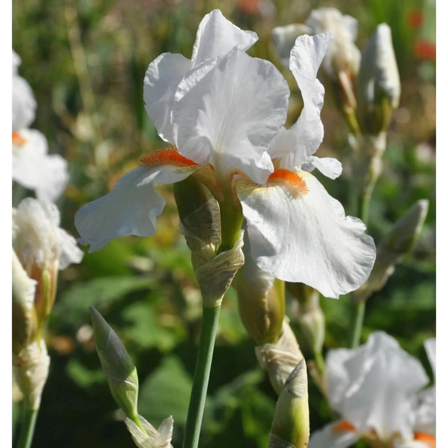 Mittelhohe Schwertlilie Avanelle - Iris barbata günstig online kaufen