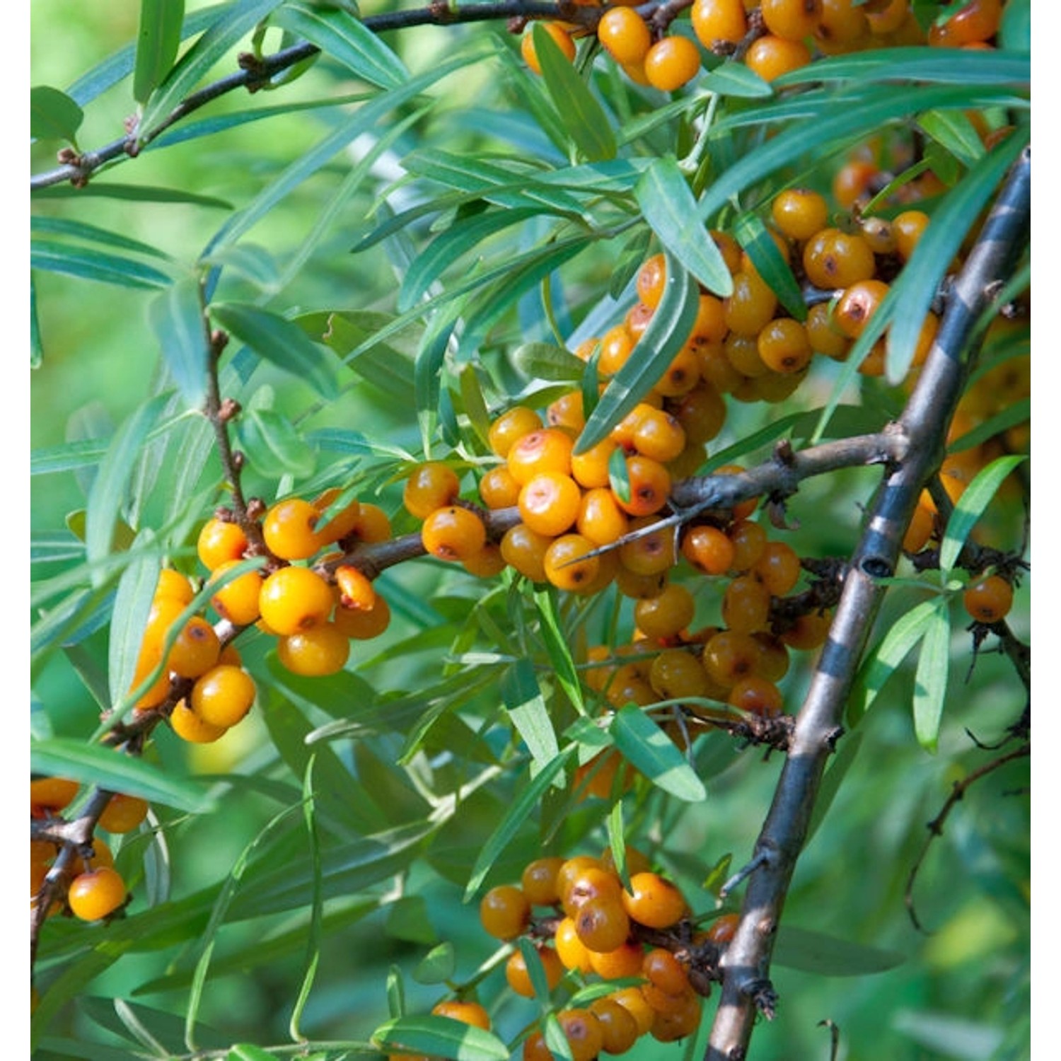 Sanddorn 40-60cm - Hippophae rhamnoides günstig online kaufen