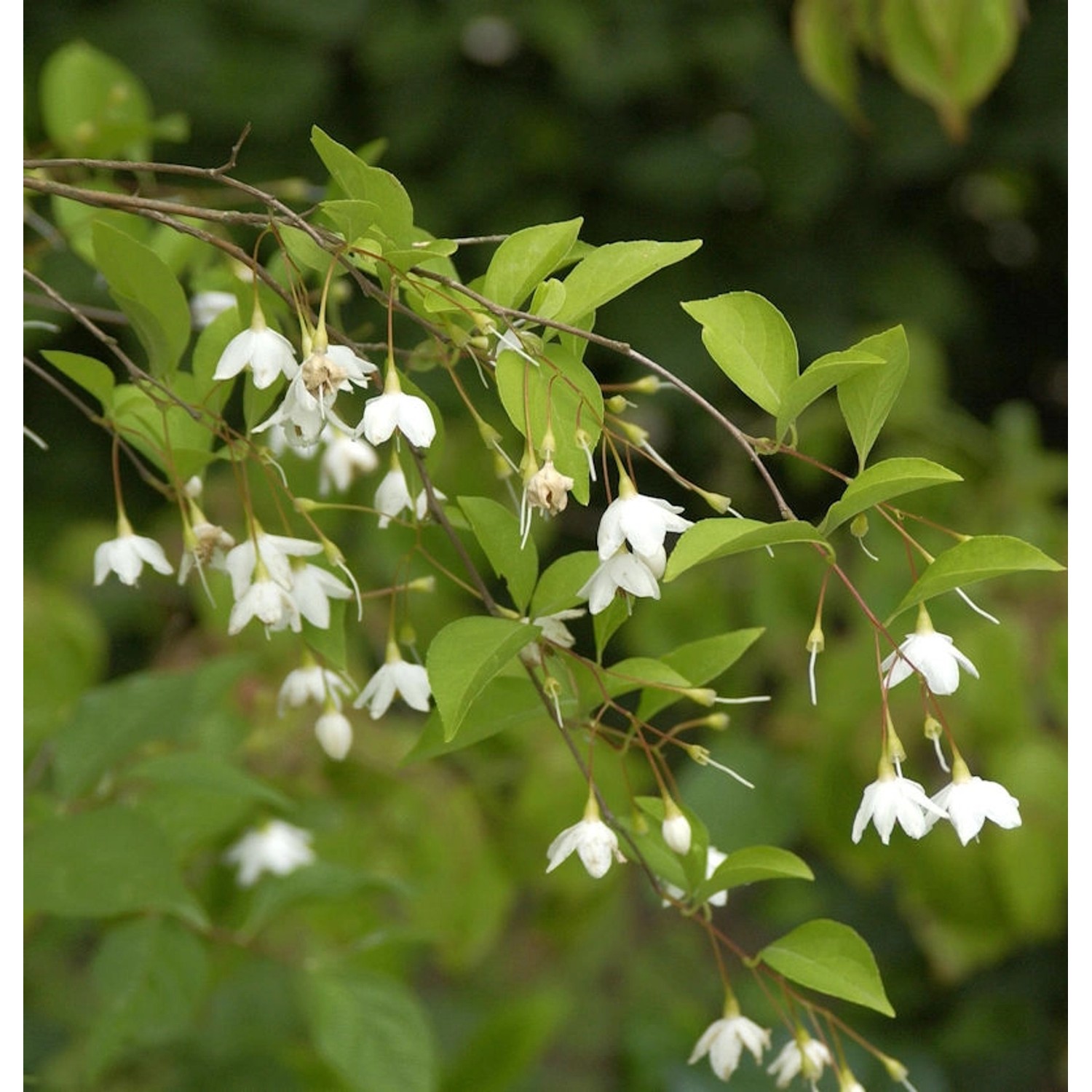 Schneeglöckchenstrauch 100-125cm - Styrax japonica günstig online kaufen