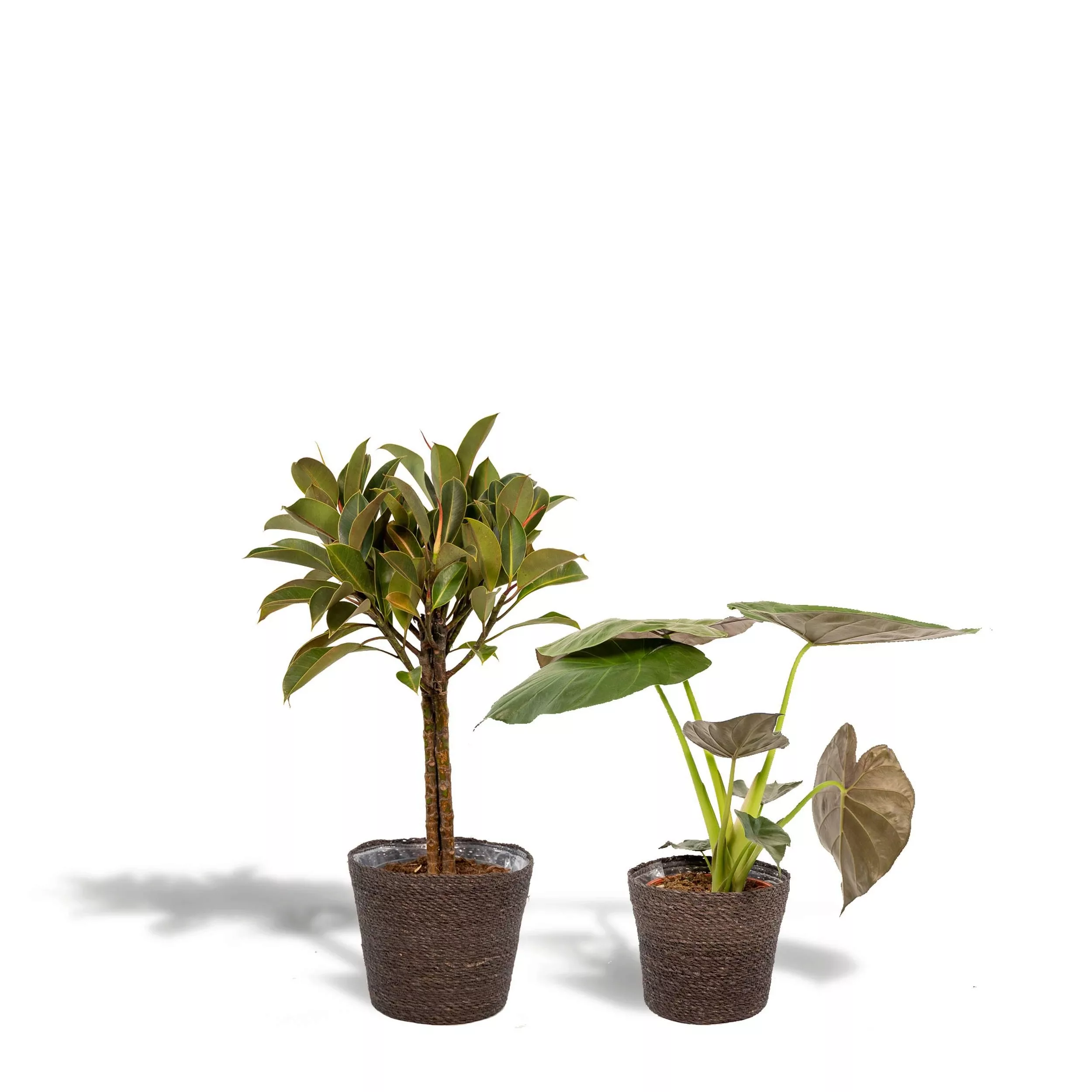Hello Plants | Set mit 2 Zimmerpflanzen im Korb – Ficus Elastica Melany & A günstig online kaufen