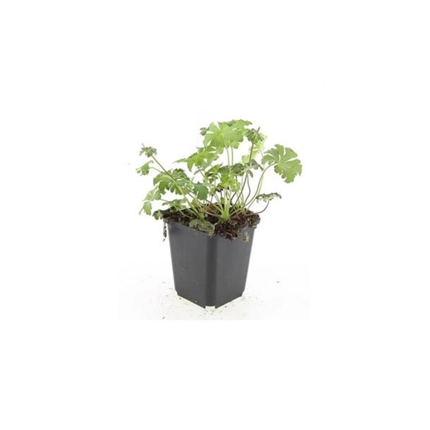 Exotenherz Bodendecker Storchschnabel Geranium Cantabrigiense Cambridge 9cm günstig online kaufen