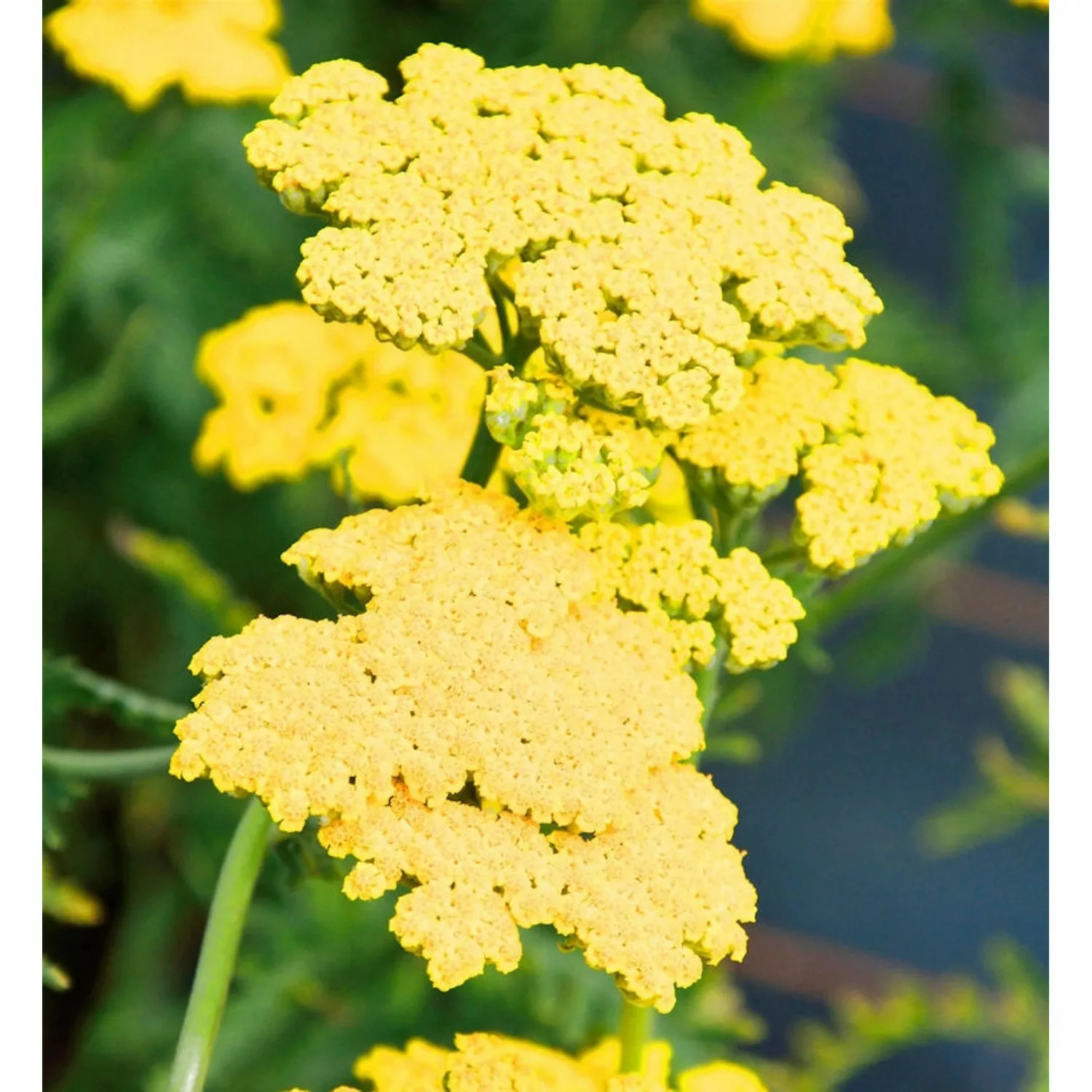 Schafgarbe Summer Fruits Lemon - Achillea millefolium günstig online kaufen