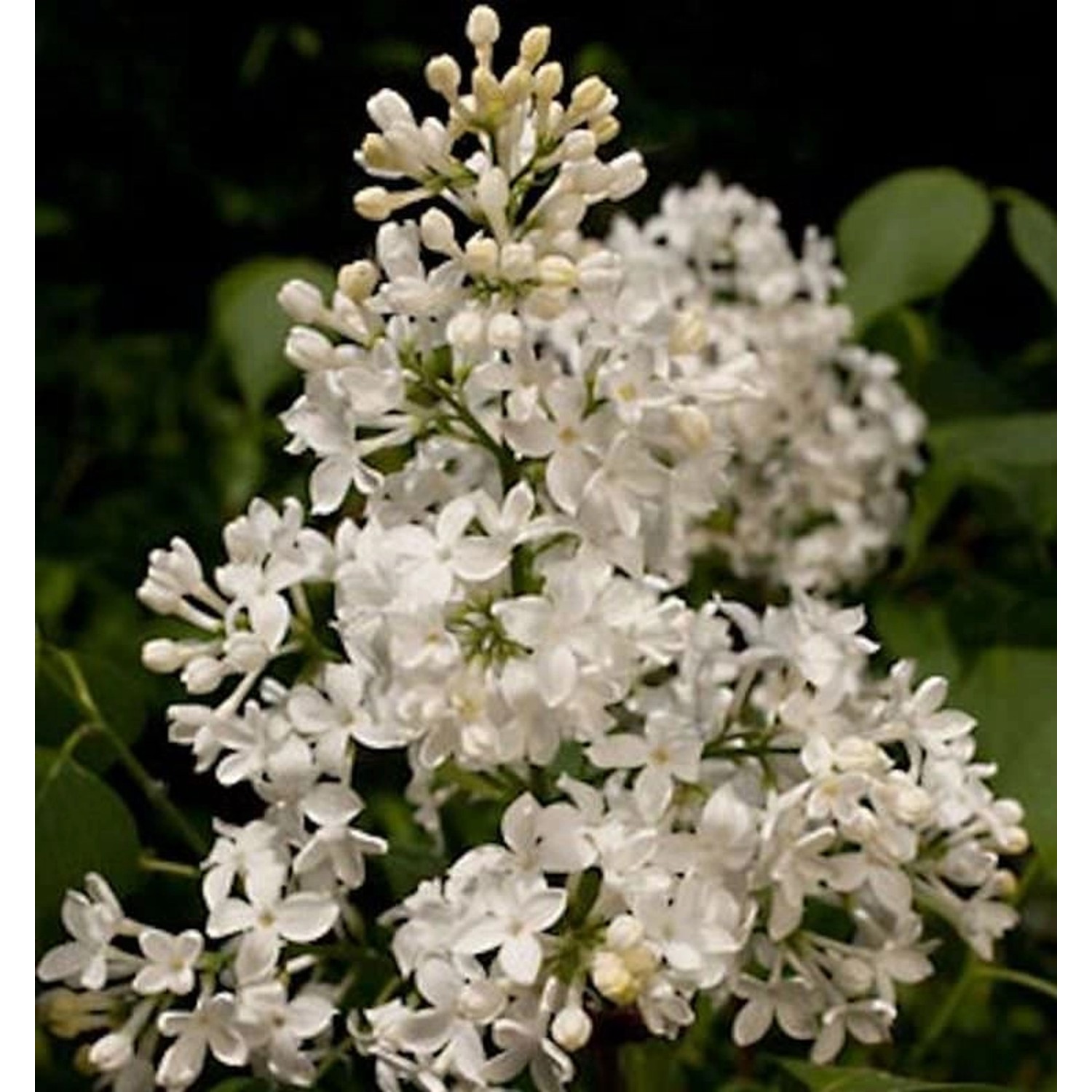 Edelflieder Schneeweißchen - Kircher-Collection 40-60cm - Syringa hyacinthi günstig online kaufen