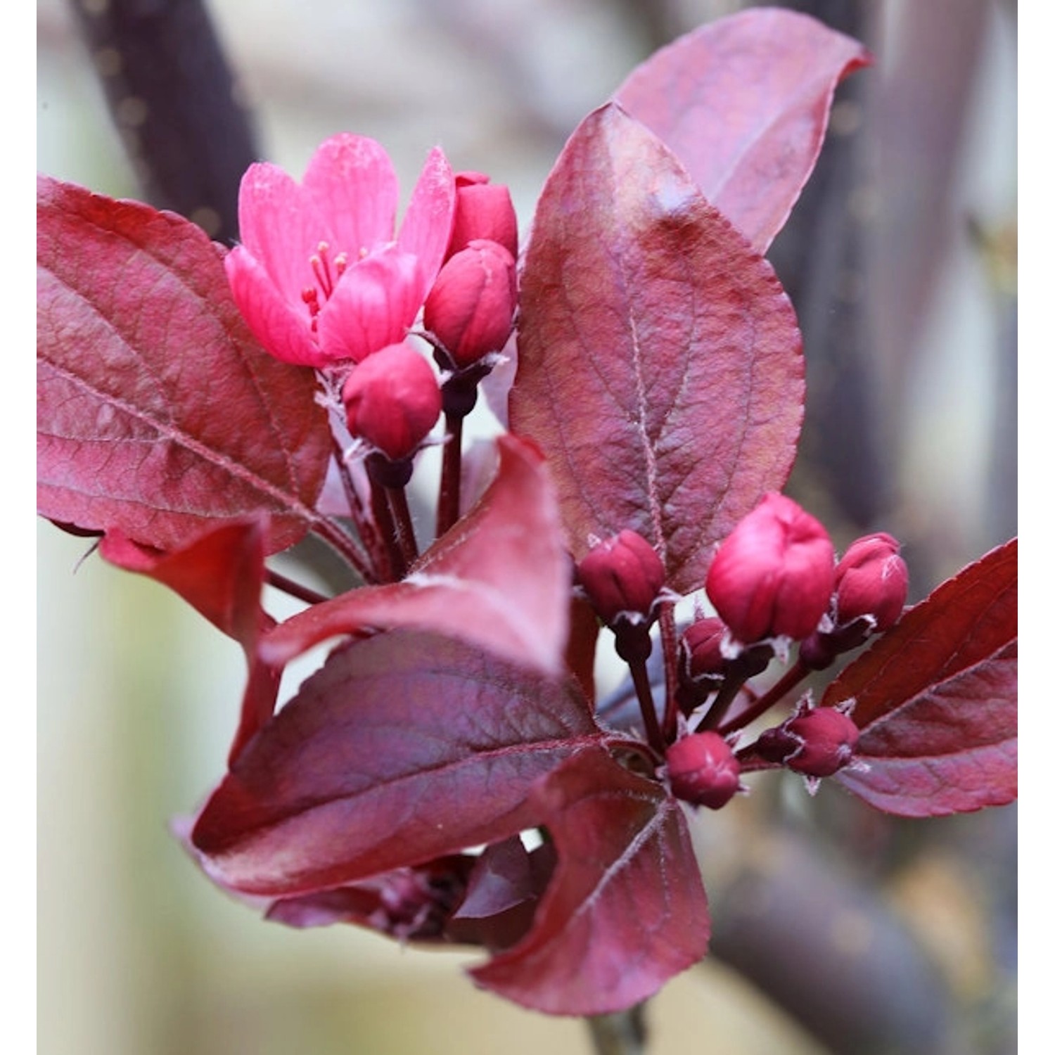 Hochstamm Rotlaubiger Zierapfel Scarletta 100-125cm - Malus toringo günstig online kaufen