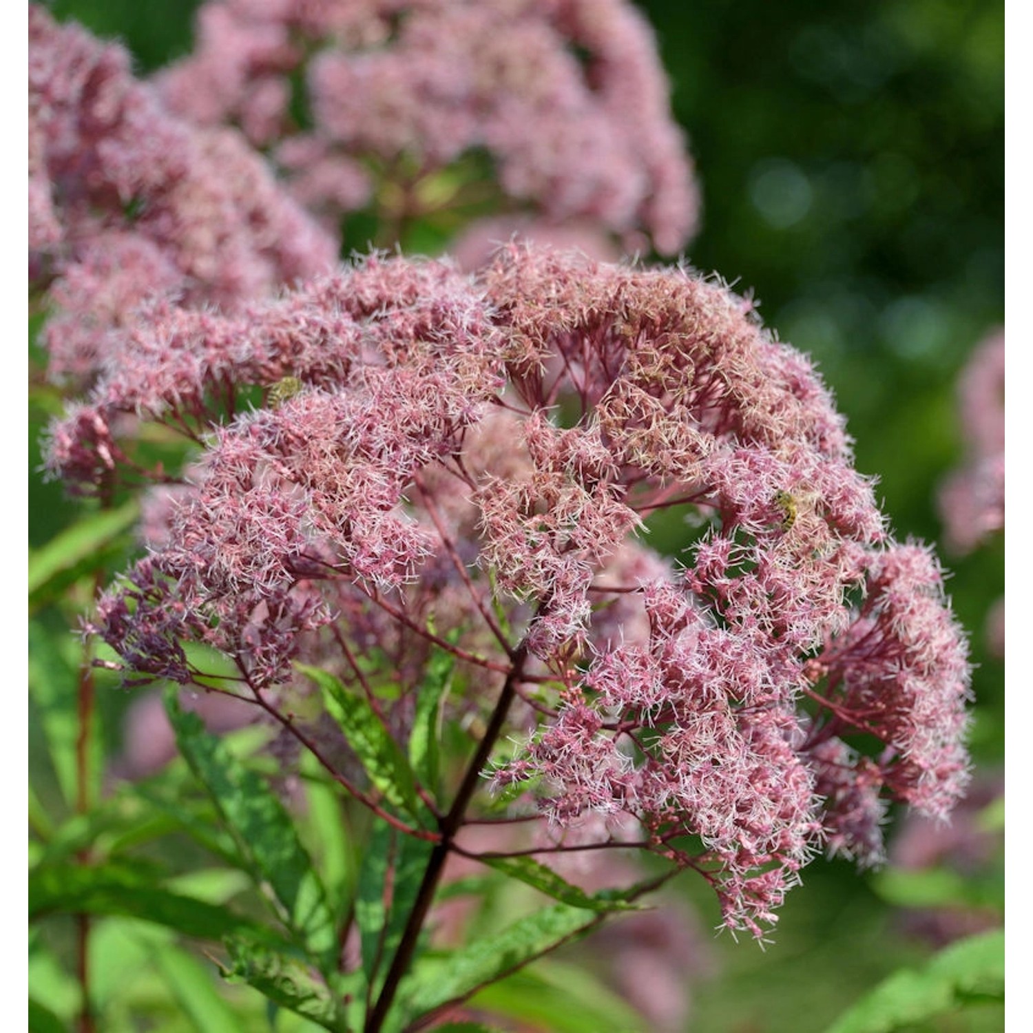 Wasserdost rosarot - Eupatorium fistulosum günstig online kaufen