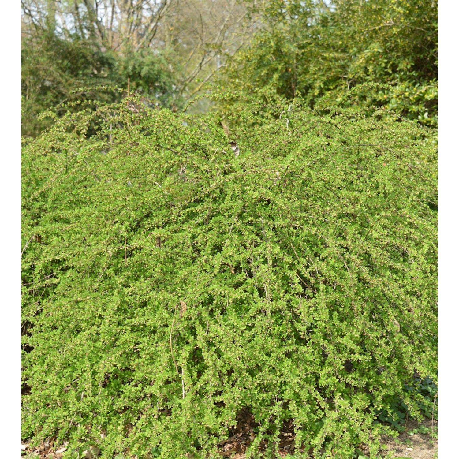 Teppich Beberitze Green Carpet 60-80cm - Berberis thunbergii günstig online kaufen