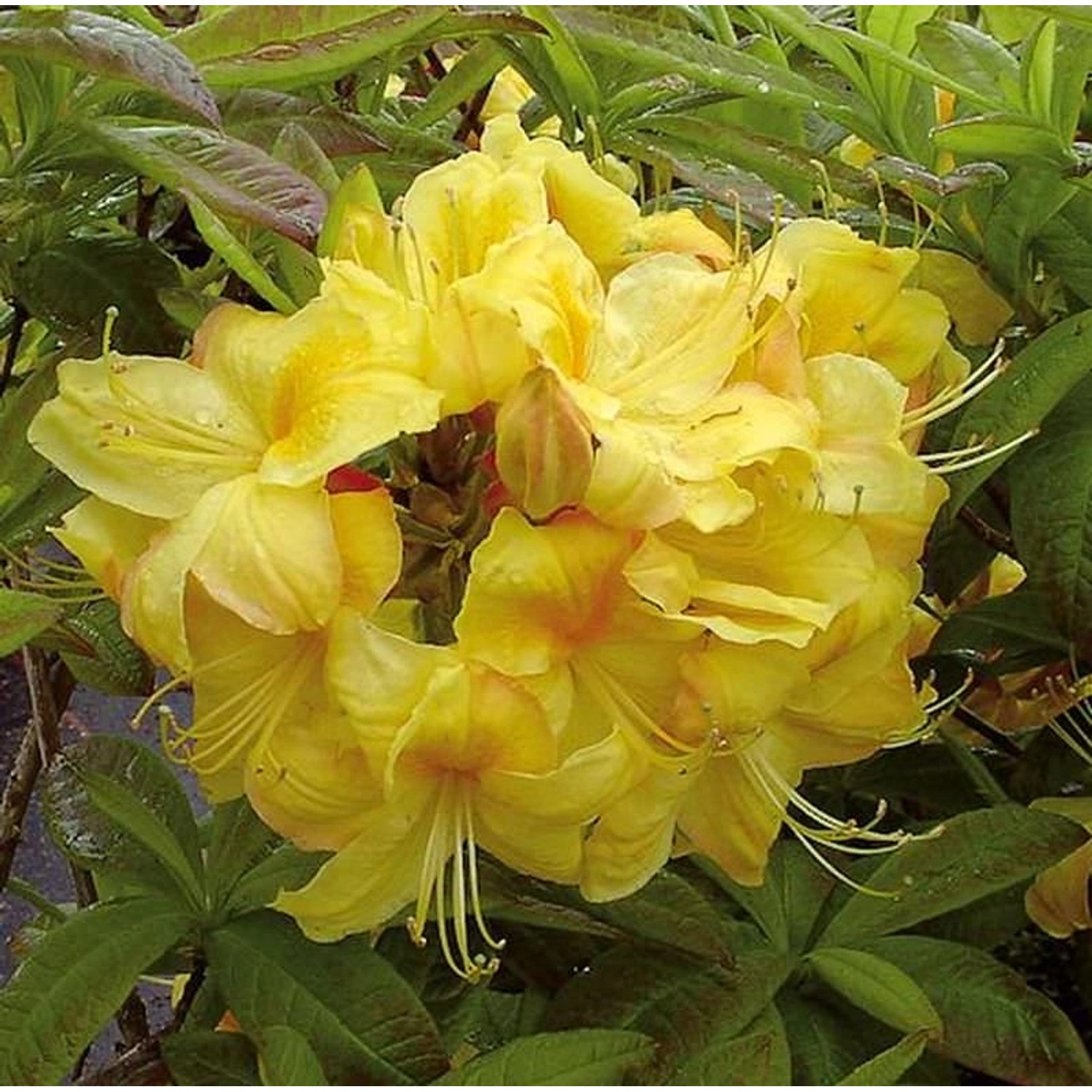 Azalee Golden Sunset 50-60cm - Rhododendron luteum - Alpenrose günstig online kaufen