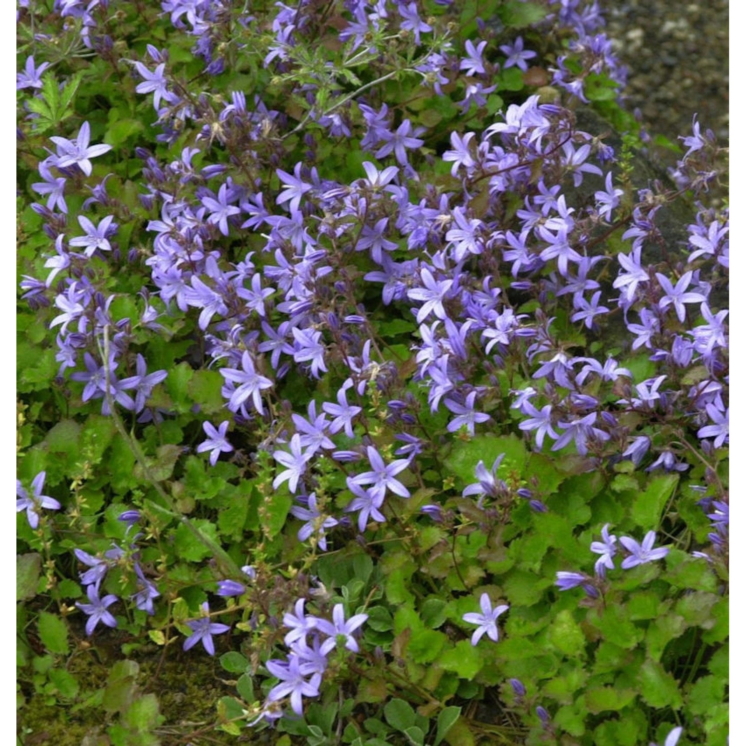 Glockenblume Frühlingszauber - Campanula poscharskyana günstig online kaufen